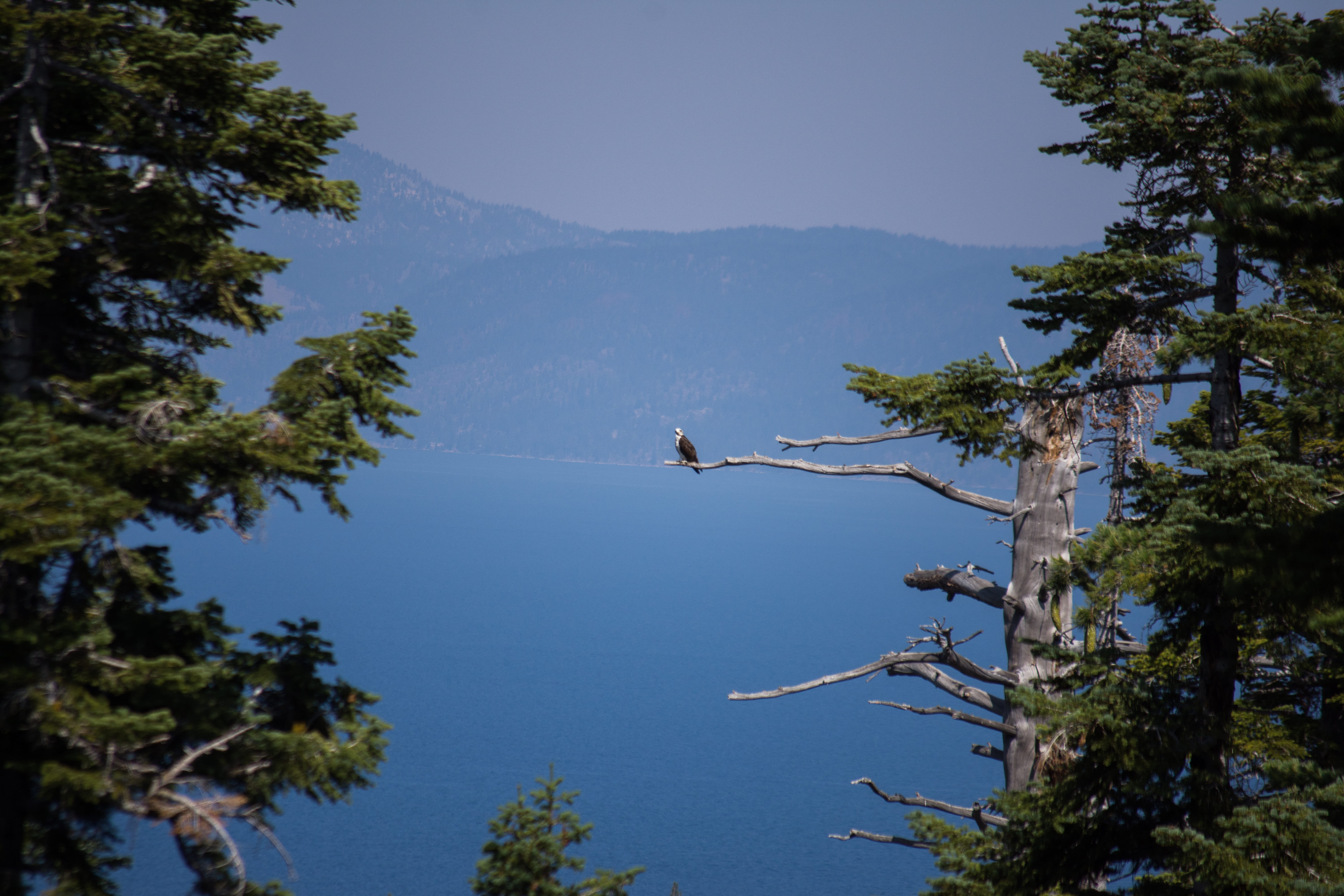 day, outdoors, mountain, emerald bay road, branch, beauty in nature, animal, scenics - nature, south lake tahoe, growth, 5K, vertebrate, water, animal wildlife, HD Wallpaper