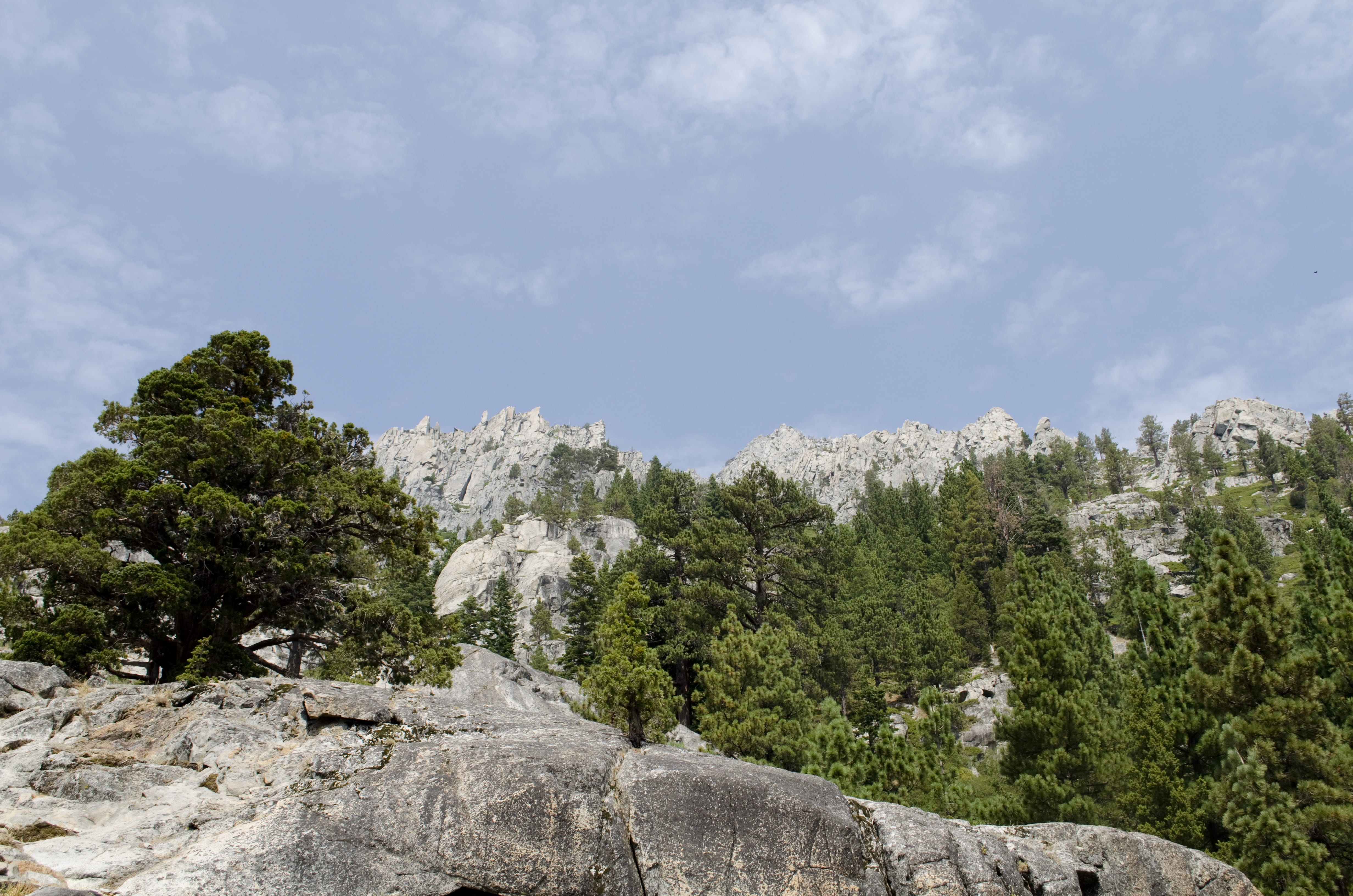 travel, landscape, trees, coniferous tree, low angle view, pine, rock - object, no people, environment, lake, solid, eagle falls, day, outdoors, tranquility, HD Wallpaper
