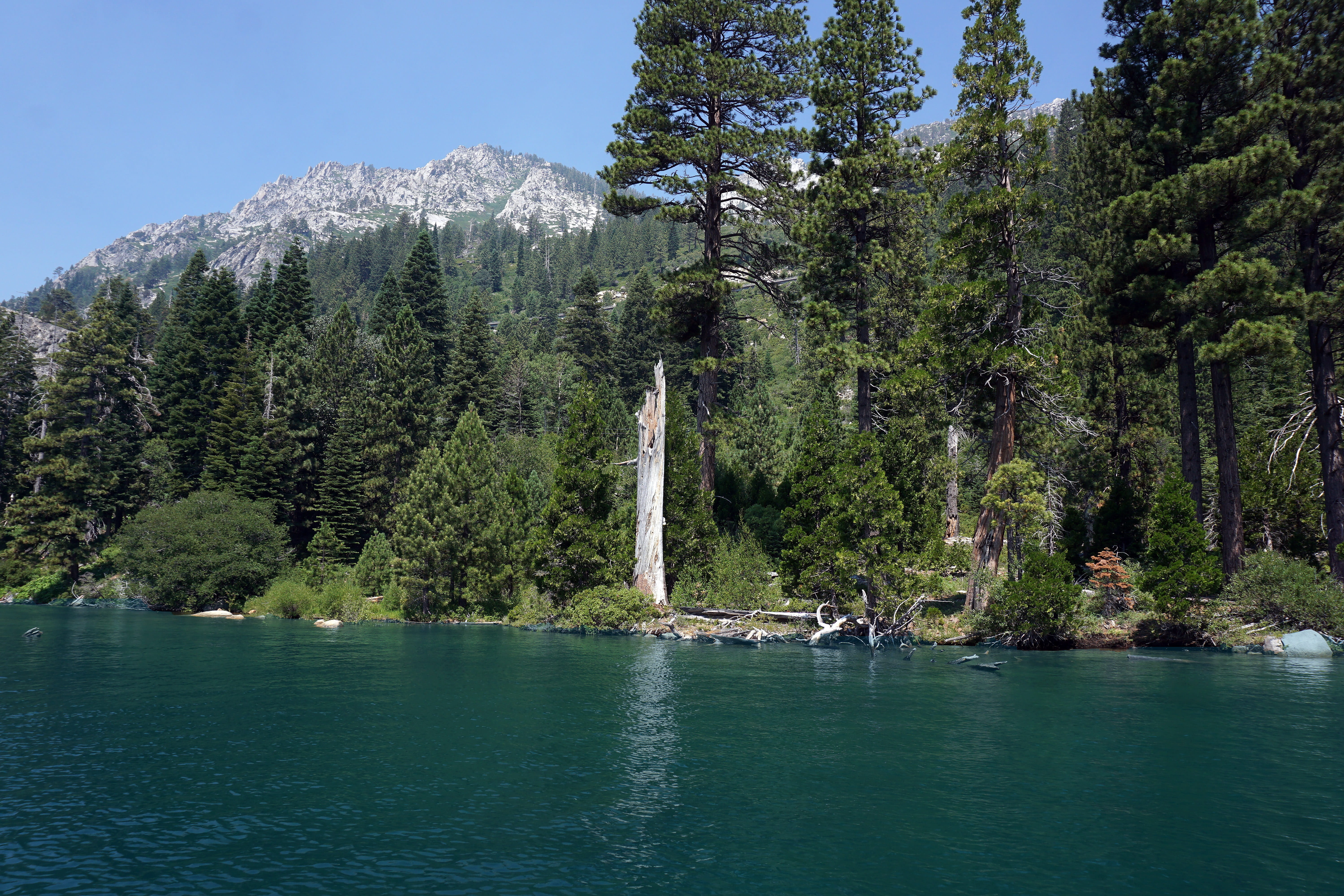 forest, sky, nature, day, tree, summer, growth, green color, no people, scenery, Lake, plant, waterfront, Lake Tahoe, mountain, 5K, non-urban scene, outdoors, HD Wallpaper