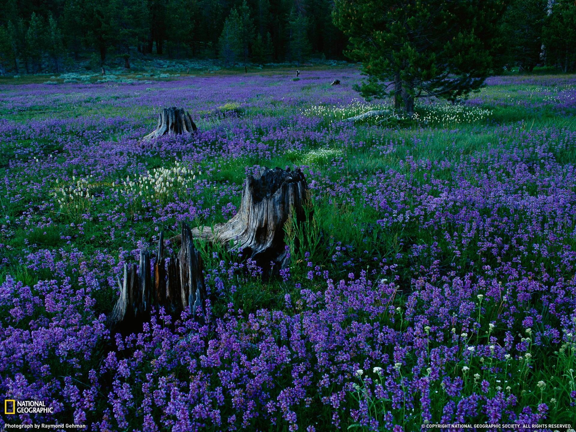 geograph, purple, 1080P, outdoors, tahoe, nature, beauty in nature, no people, freshness, national, petaled, flowering plant, field, tranquil scene, flower, HD Wallpaper