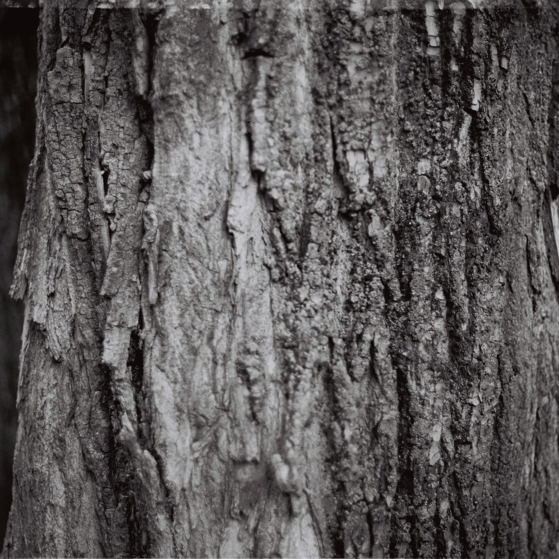 textured, full frame, natural pattern, pattern, outdoors, ukraine, tree trunk, no people, weathered, plant, textured effect, bark, wood - material, close-up, Phone HD Wallpaper