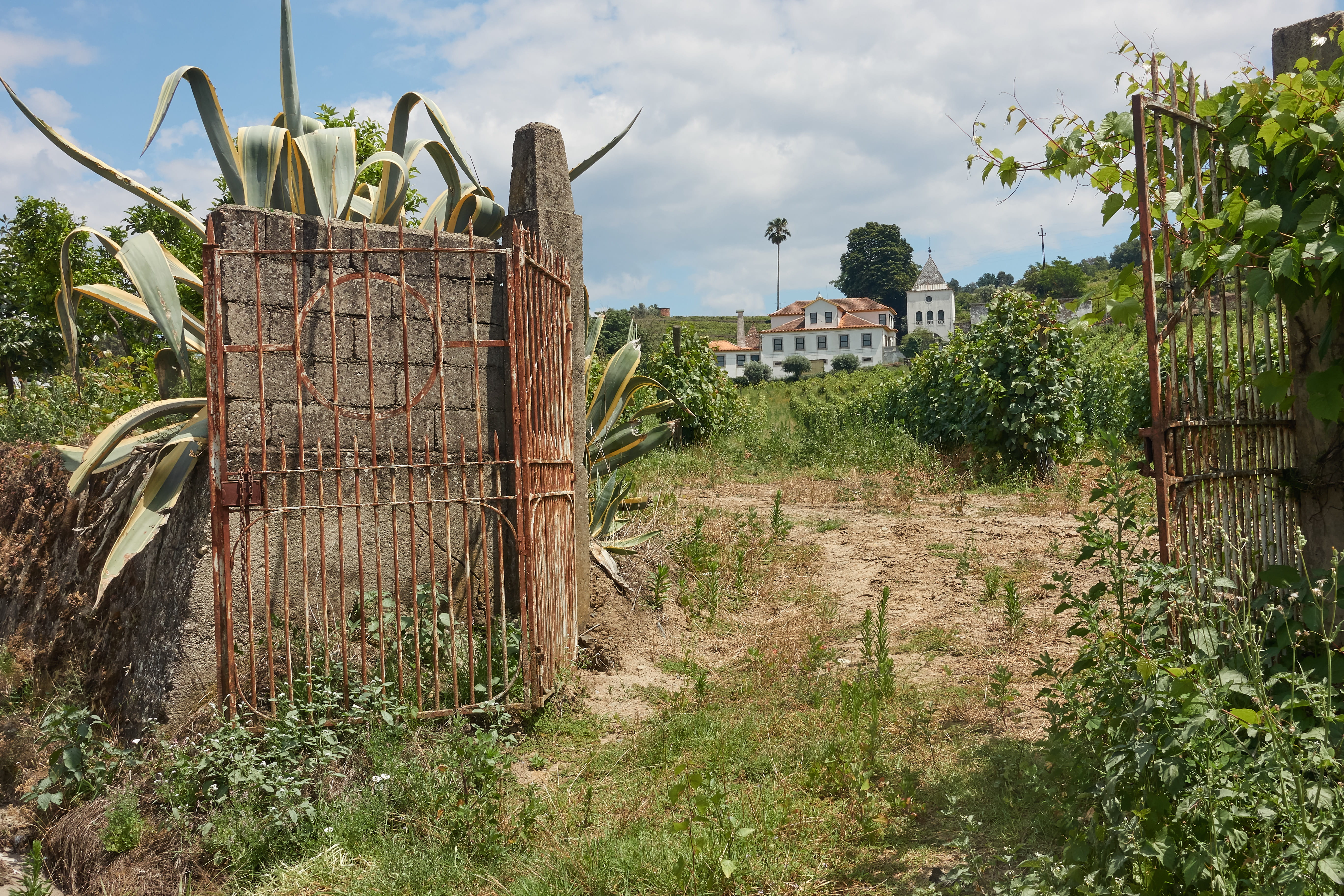 no people, plant, land, cactus, portal, obsolete, regua, nature, sky, domain, agriculture, day, old, trees, tree, building exterior, field, abandoned, 5K, HD Wallpaper