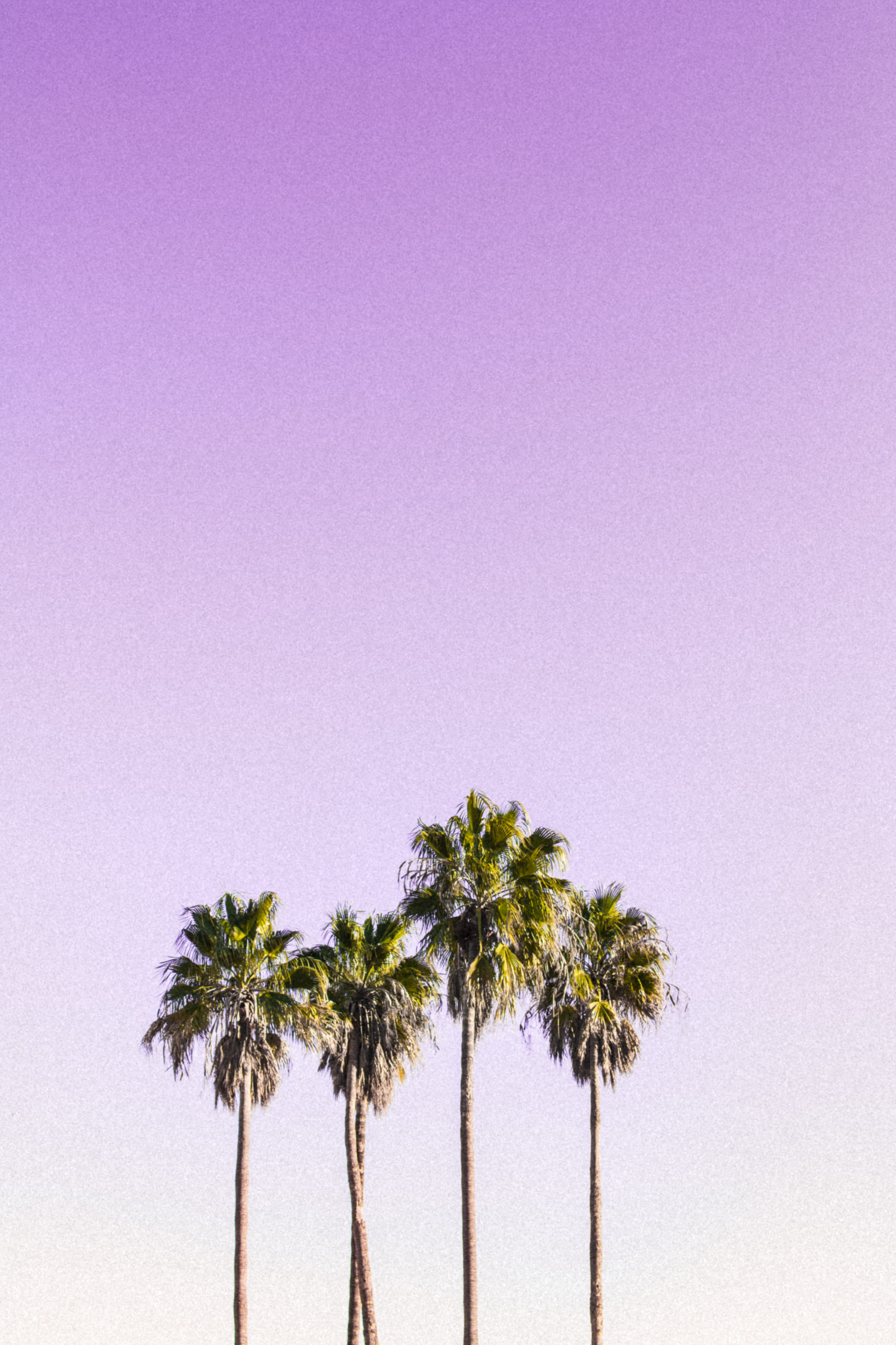 tree trunk, tree, sky, tropical tree, tropical climate, photography, daylight, coconut, clear sky, palm leaf, nature, low angle shot, beach, beauty in nature, Phone HD Wallpaper