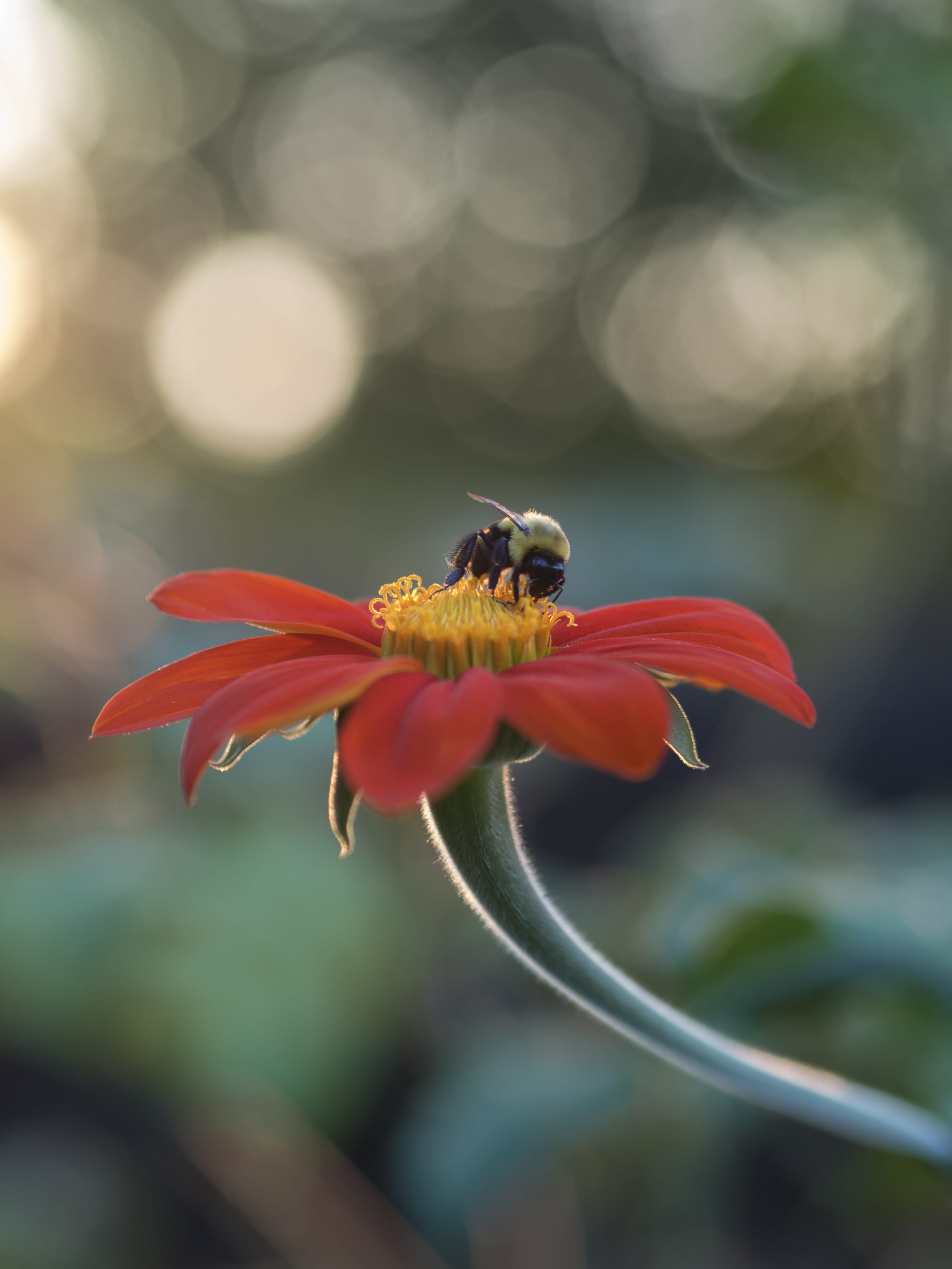 petaled, 4K, android backgrounds, flowering plant, animal themes, no people, android, one animal, invertebrate, lock screen background, Phone HD Wallpaper