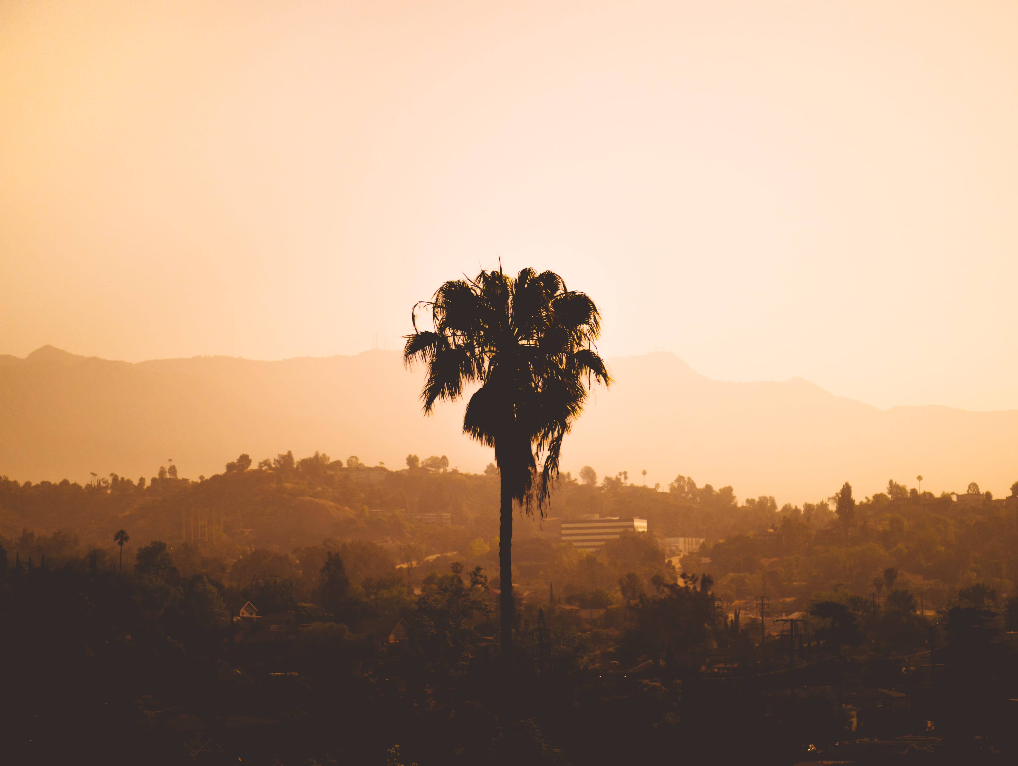sunset, sun, environment, growth, photography, tree, nature, layer, no people, californium, tranquility, tranquil scene, fog, silhouette, sepia, eagle rock, HD Wallpaper