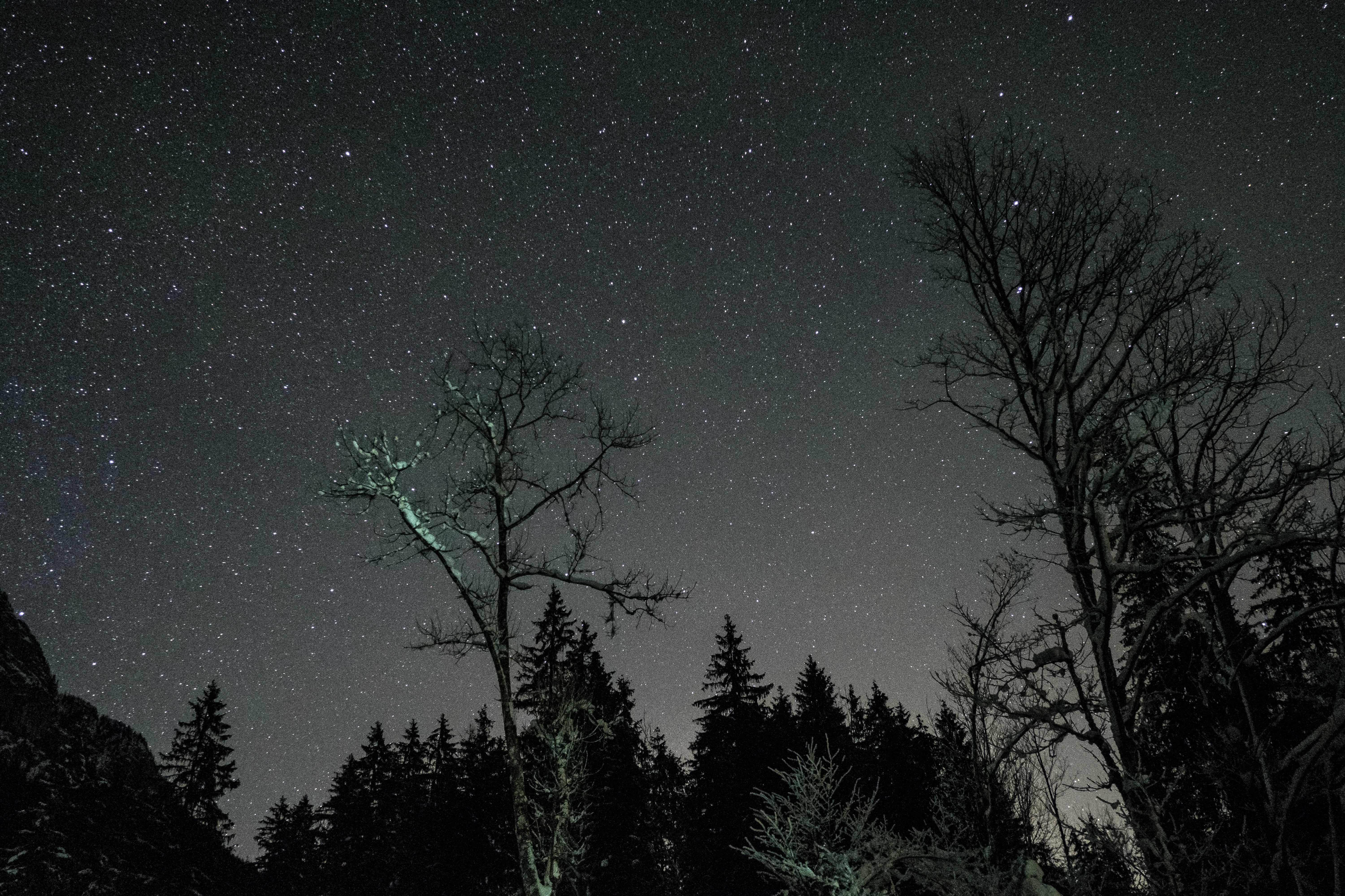 shadow, space, low angle view, beauty in nature, astrophotography, growth, plant, no people, starry, sky, forest, bare tree, silhouette, tranquility, woods, HD Wallpaper