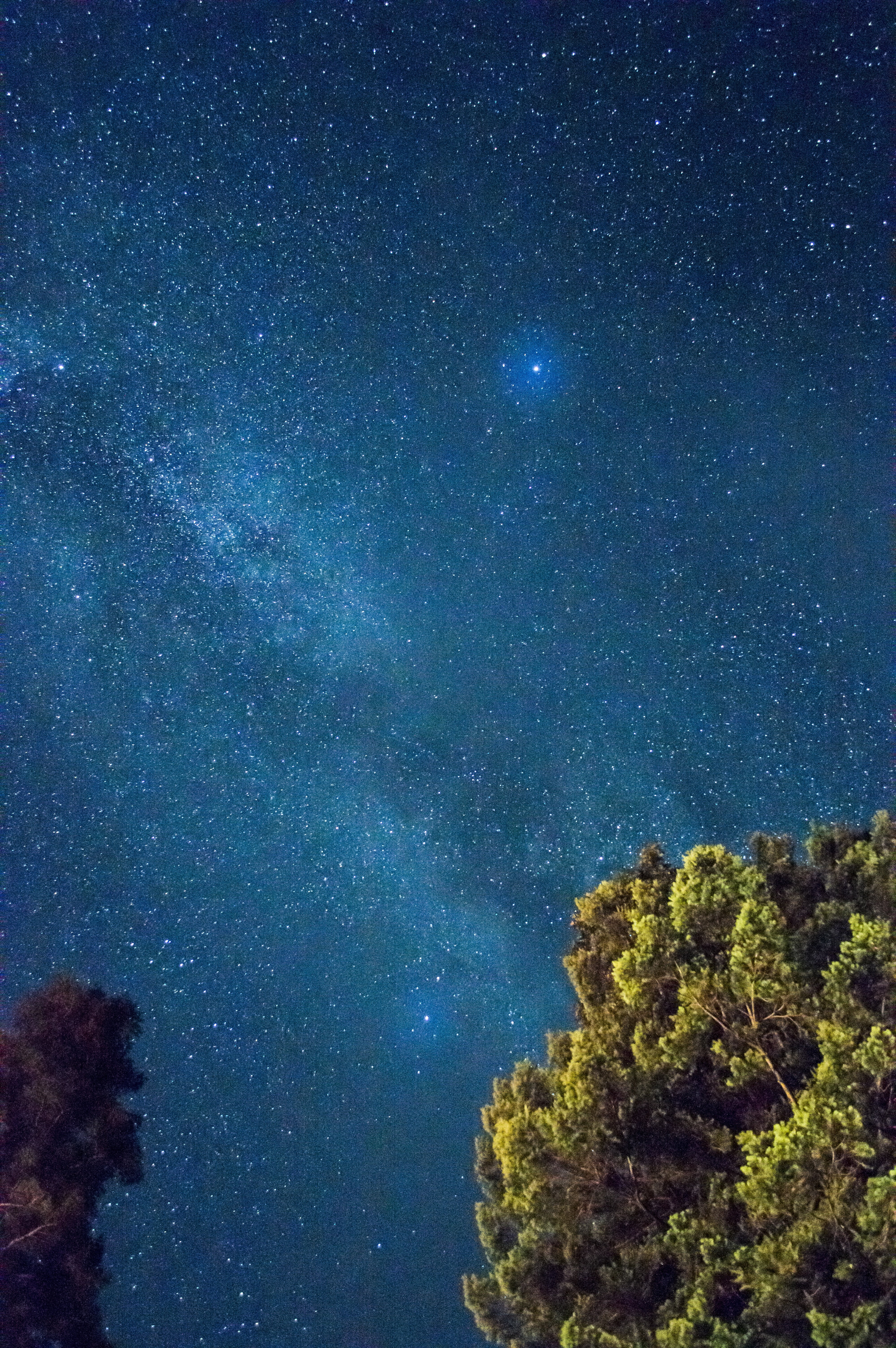 beauty in nature, green, bright, no people, night, tranquility, outdoors, science, star - space, growth, starlight, starry night, milky way, sky, 5K, tree, Phone HD Wallpaper
