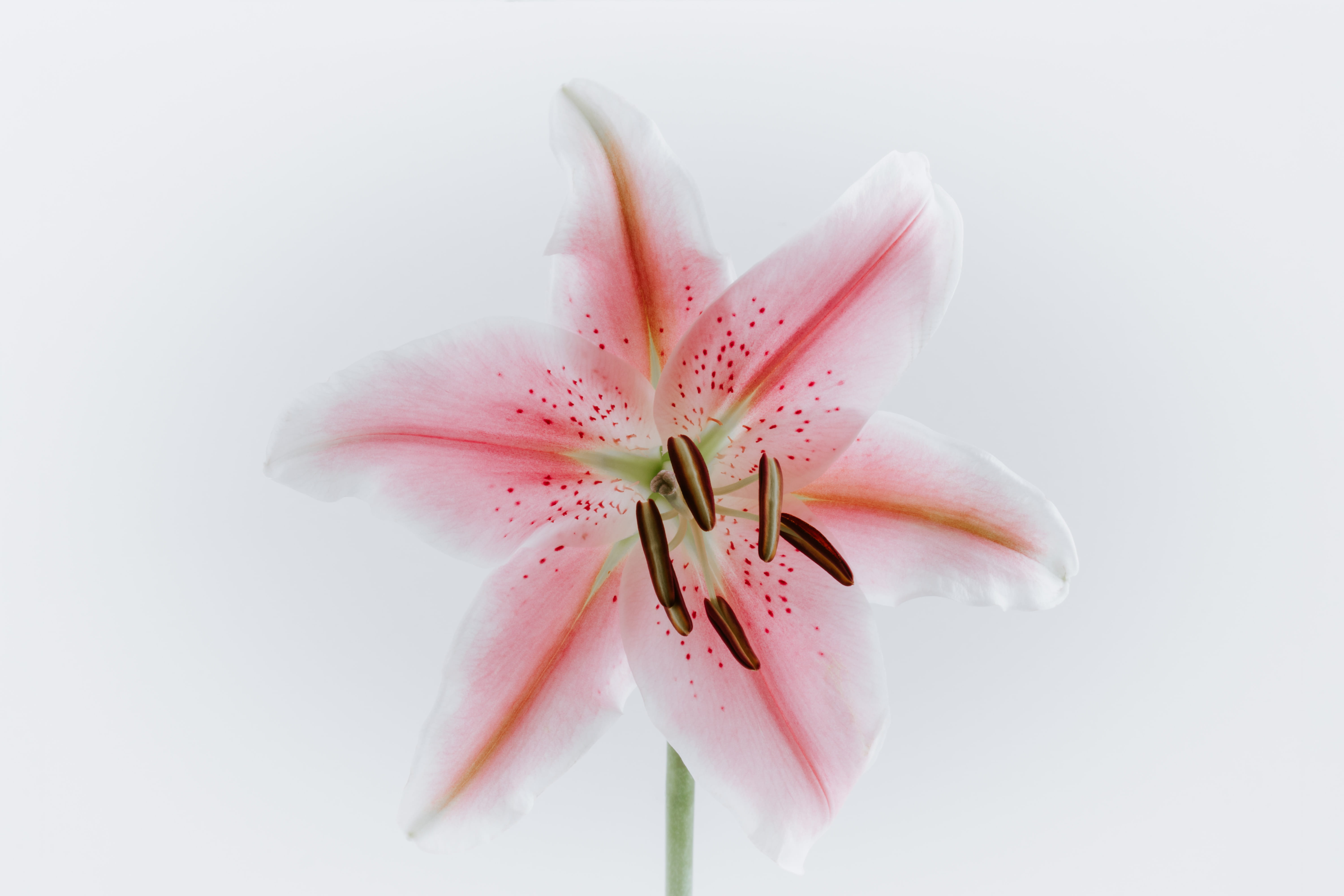 fragility, beauty in nature, inflorescence, 5K, white background, pink, photography, stargazer, no people, flower head, indoors, pink color, close-up, HD Wallpaper