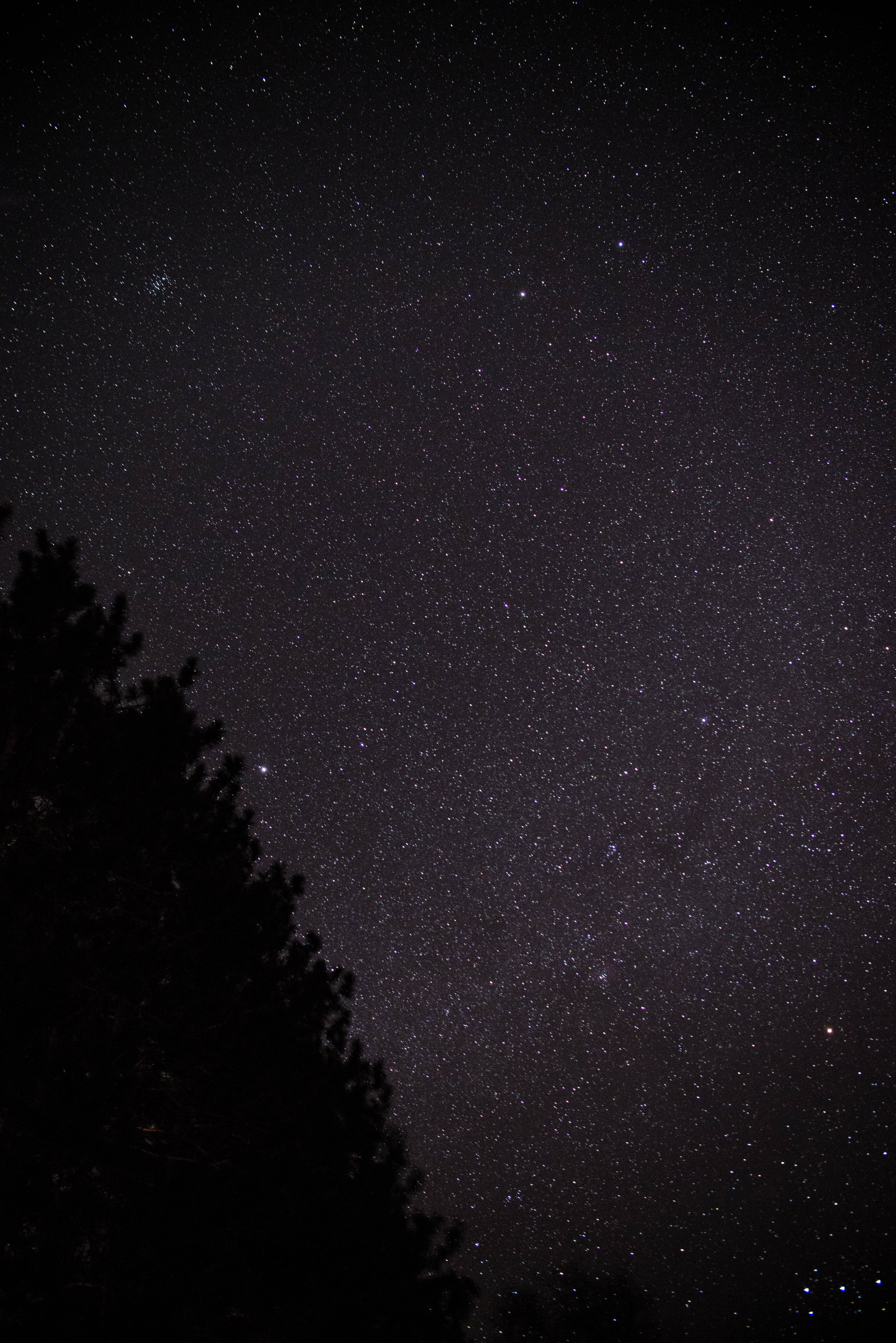 night, tranquil scene, starry, plant, stars, tree, beauty in nature, starlight, star, silhouette, astrophotography, nature, scenics - nature, star - space, Phone HD Wallpaper