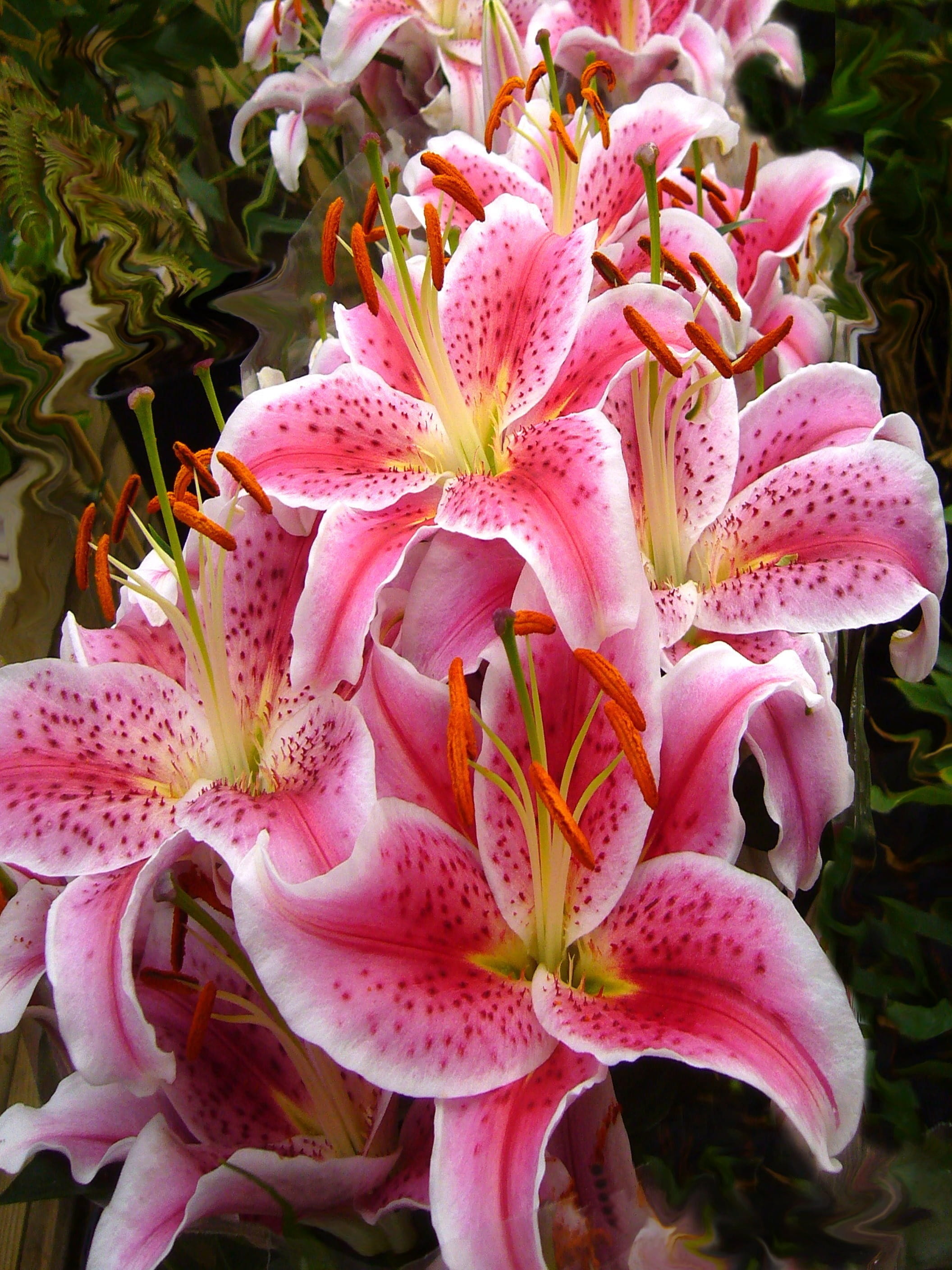 vulnerability, pink color, close-up, inflorescence, floral, growth, flower head, photo, Stargazer, closeup, flower, lily, fragility, Lily, oriental, botany, Phone HD Wallpaper