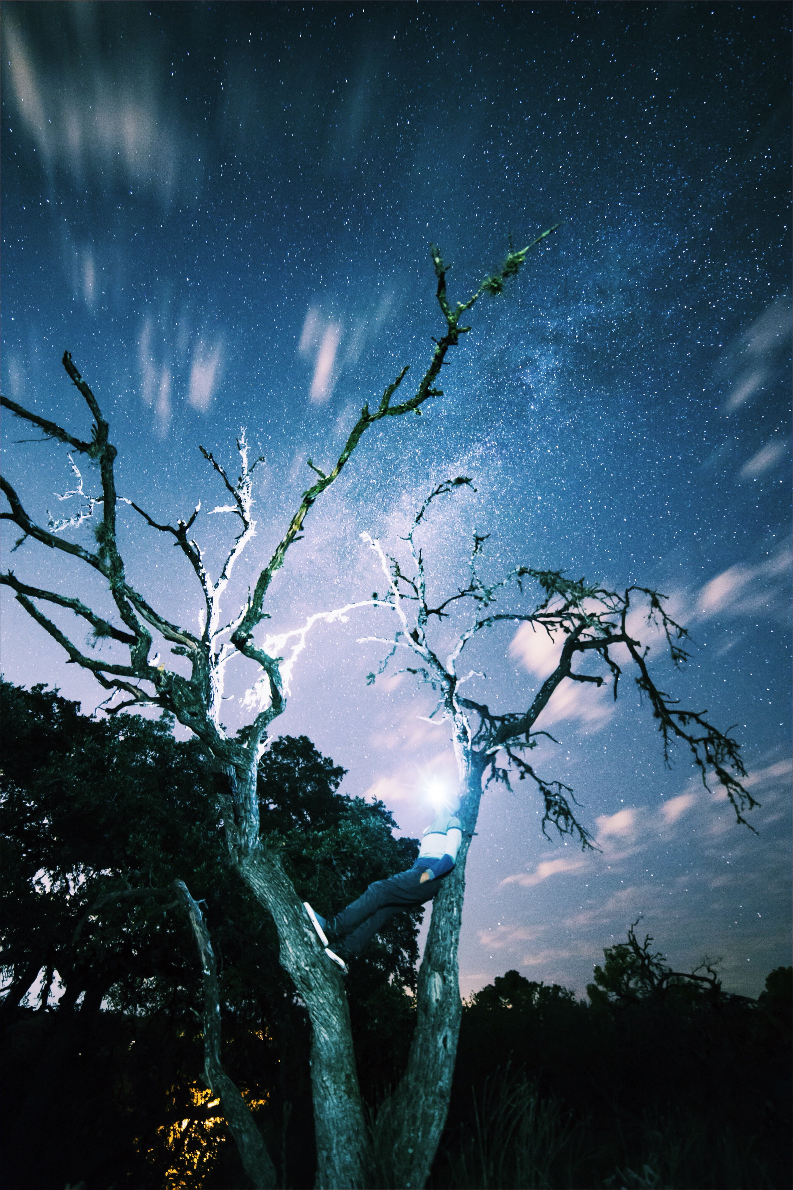 plant, space, night, stargazing, tranquility, cloud - sky, long-exposure, tree, person, moonlight, star, time lapse, astronomy, stars, outdoors, scenics - nature, Phone HD Wallpaper