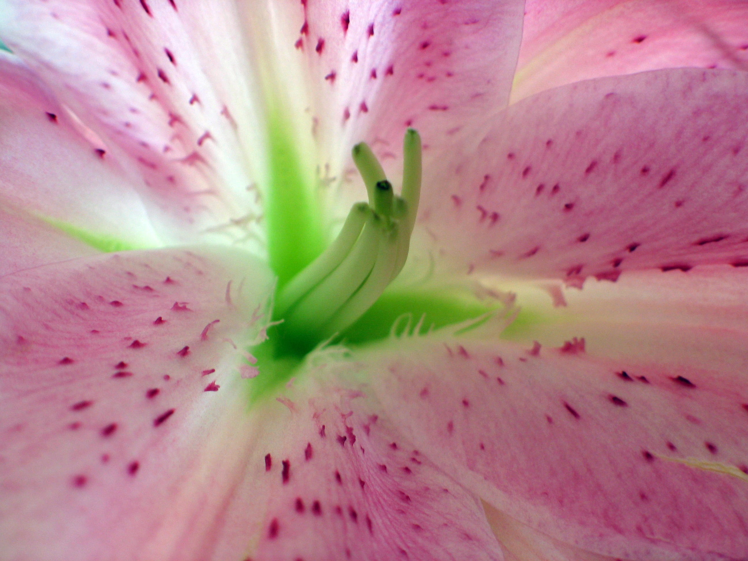 botany, blooms, vulnerability, horticulture, nectar, beautiful, background, colourful, flowers, bouquet, stargazer, bloom, petals, closeup, gerber, freshness, HD Wallpaper