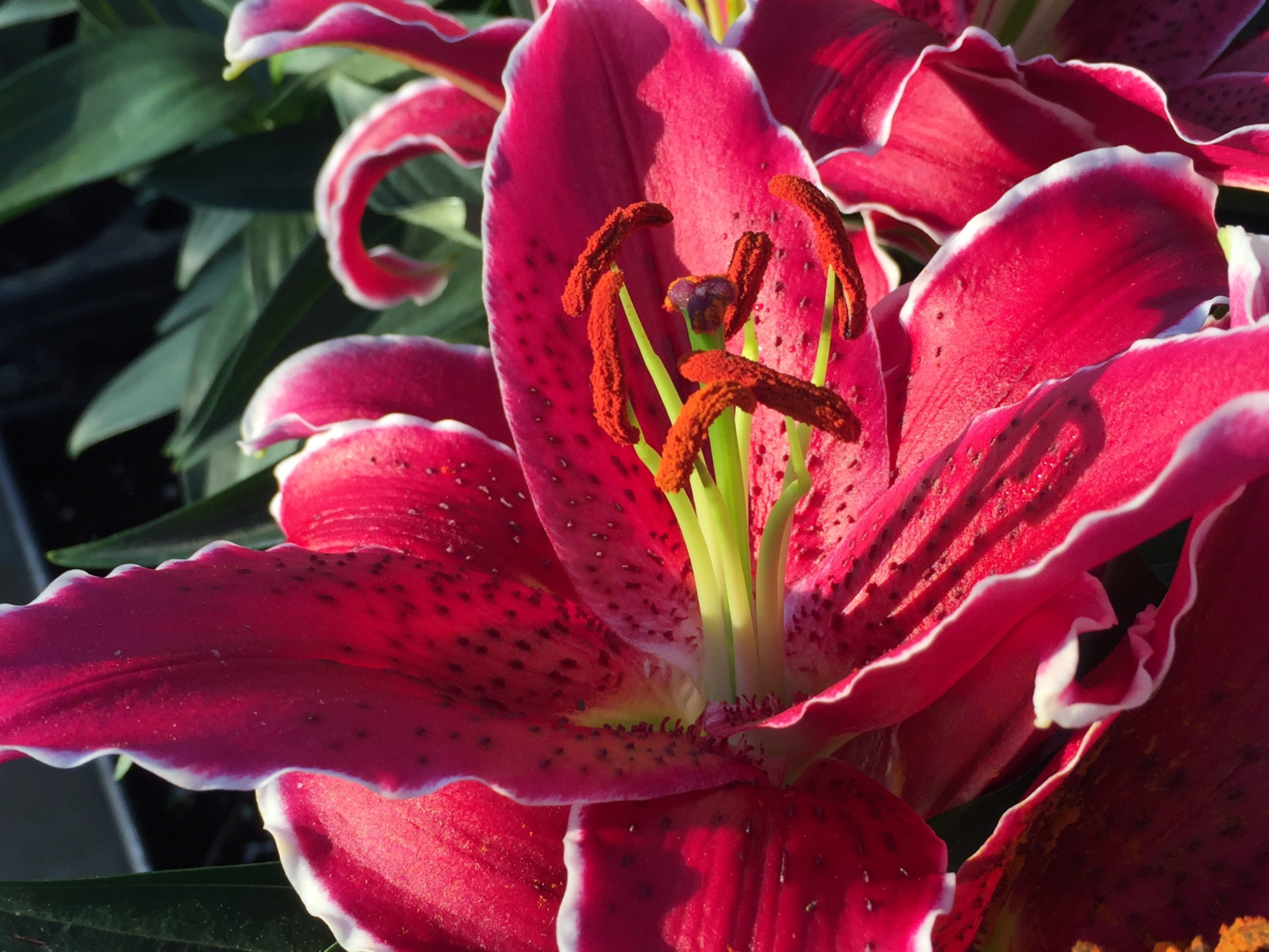 fragility, petal, united states, stamen, no people, inflorescence, pollen, plant, cold spring, vulnerability, oriental lilies, nature, flower, 2K, pink color, HD Wallpaper