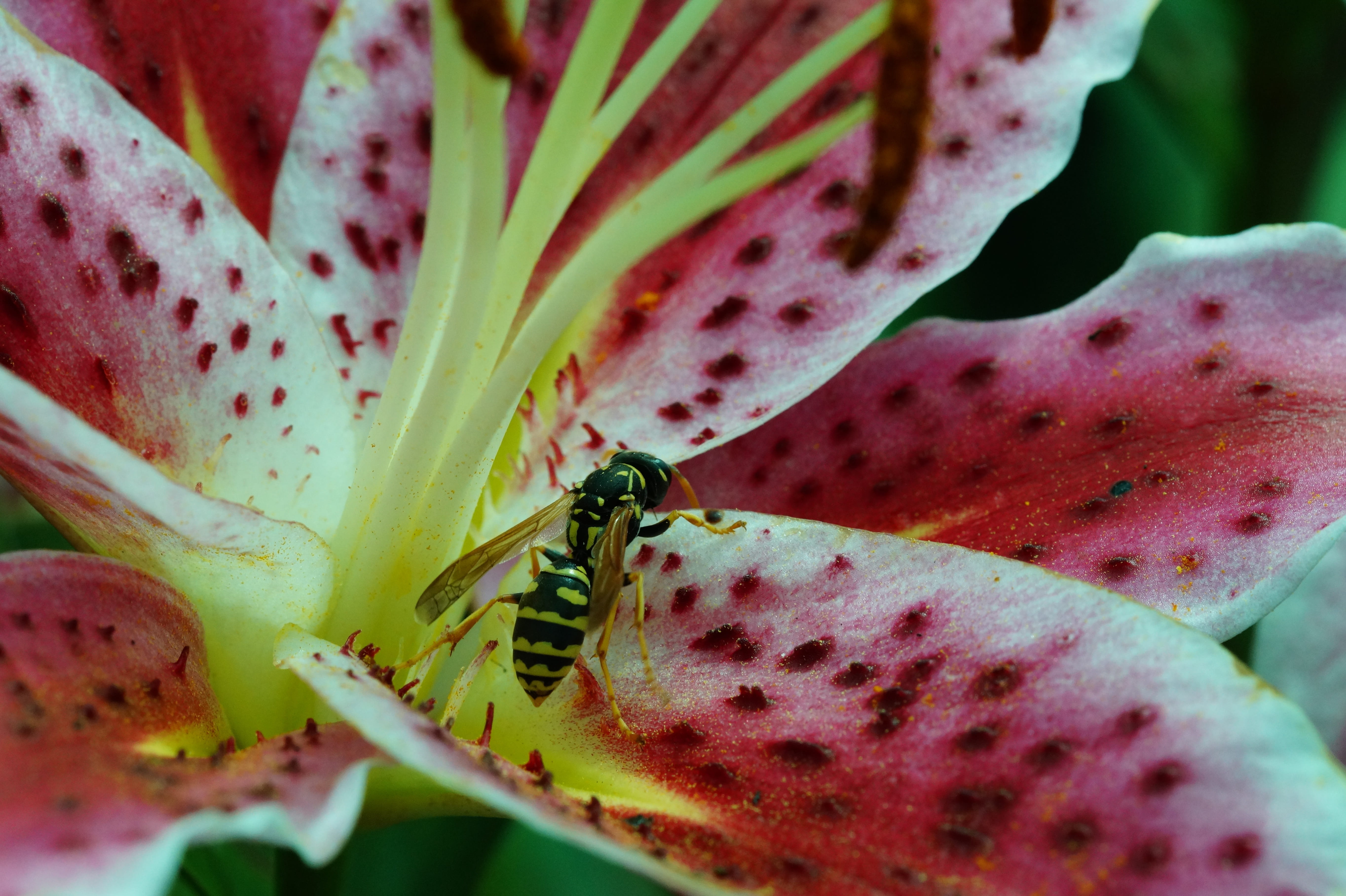 one animal, animal themes, animal wildlife, animals in the wild, lily, field wasp, flower, plant part, invertebrate, freshness, nature, close-up, growth, HD Wallpaper