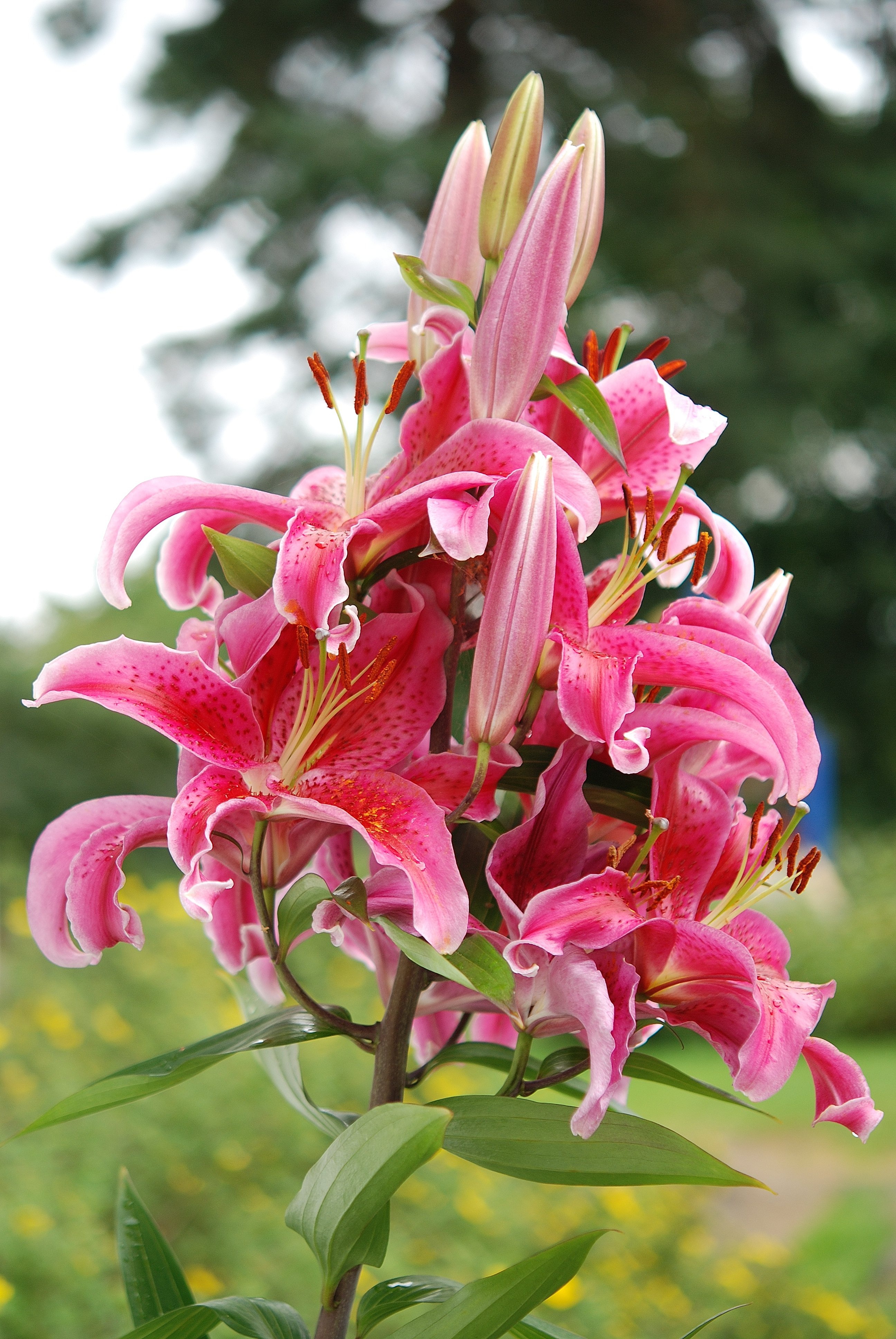 botany, meadow, inflorescence, focus on foreground, pink color, flower, sunny, plant, pink, freshness, petal, stem, flora, lily, exotic, pollen, lilies, Phone HD Wallpaper
