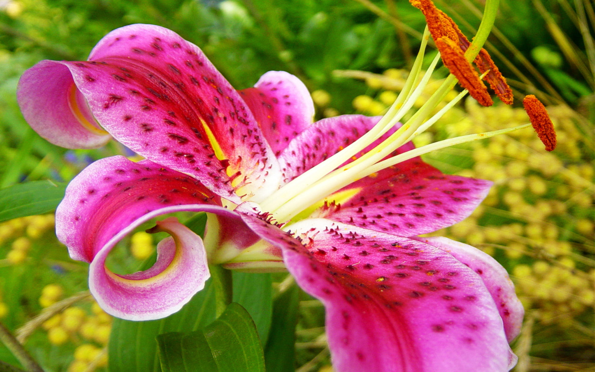 lily, perfume, fragrant, rose, stargazer, 1080P, hybrid, oriental, lilies, known, HD Wallpaper