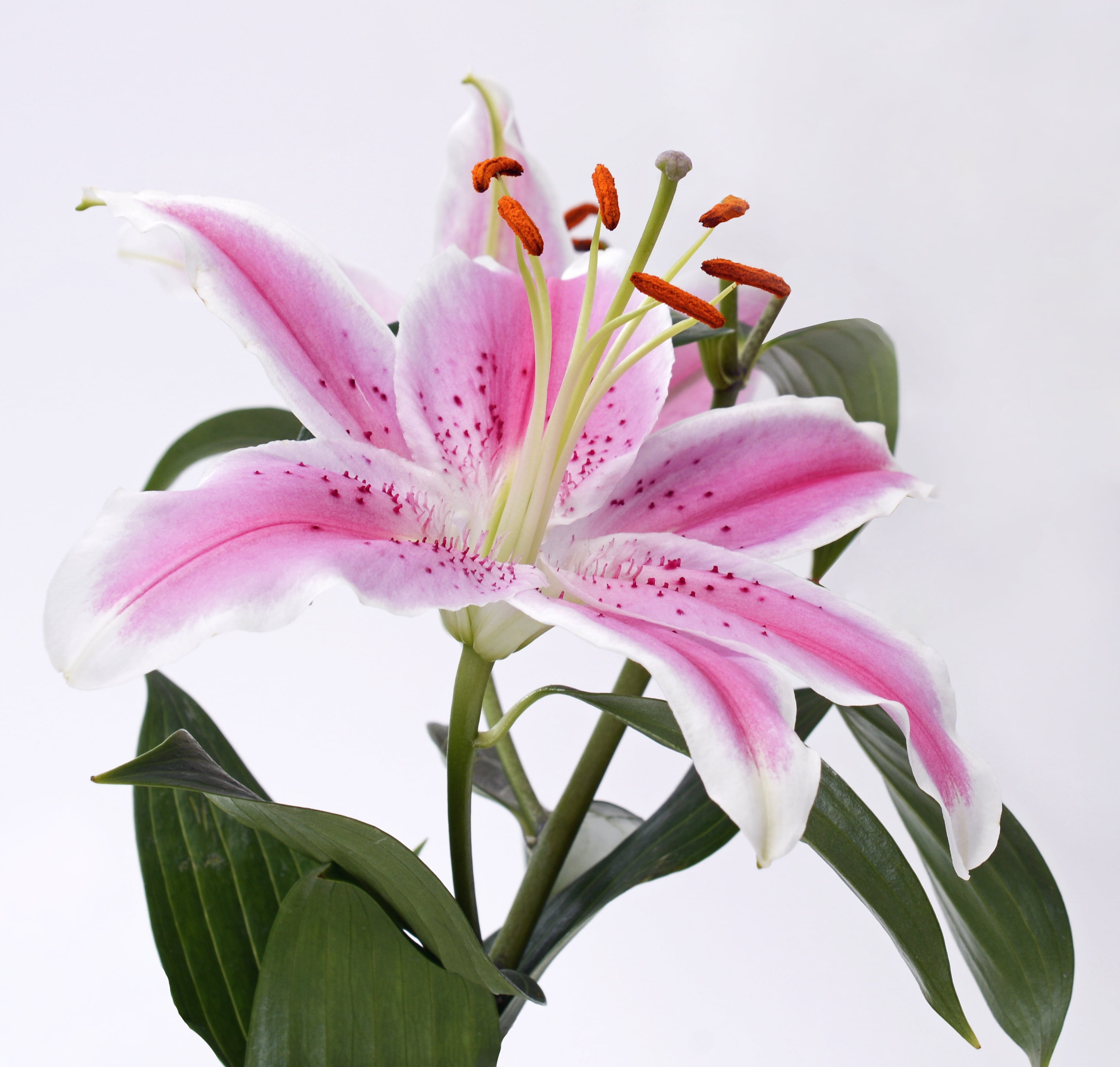white, lily, blossom, white background, no people, green color, ornamental plant, pink flower, petal, lily family, outdoors, inflorescence, purple, ornamental flower, HD Wallpaper