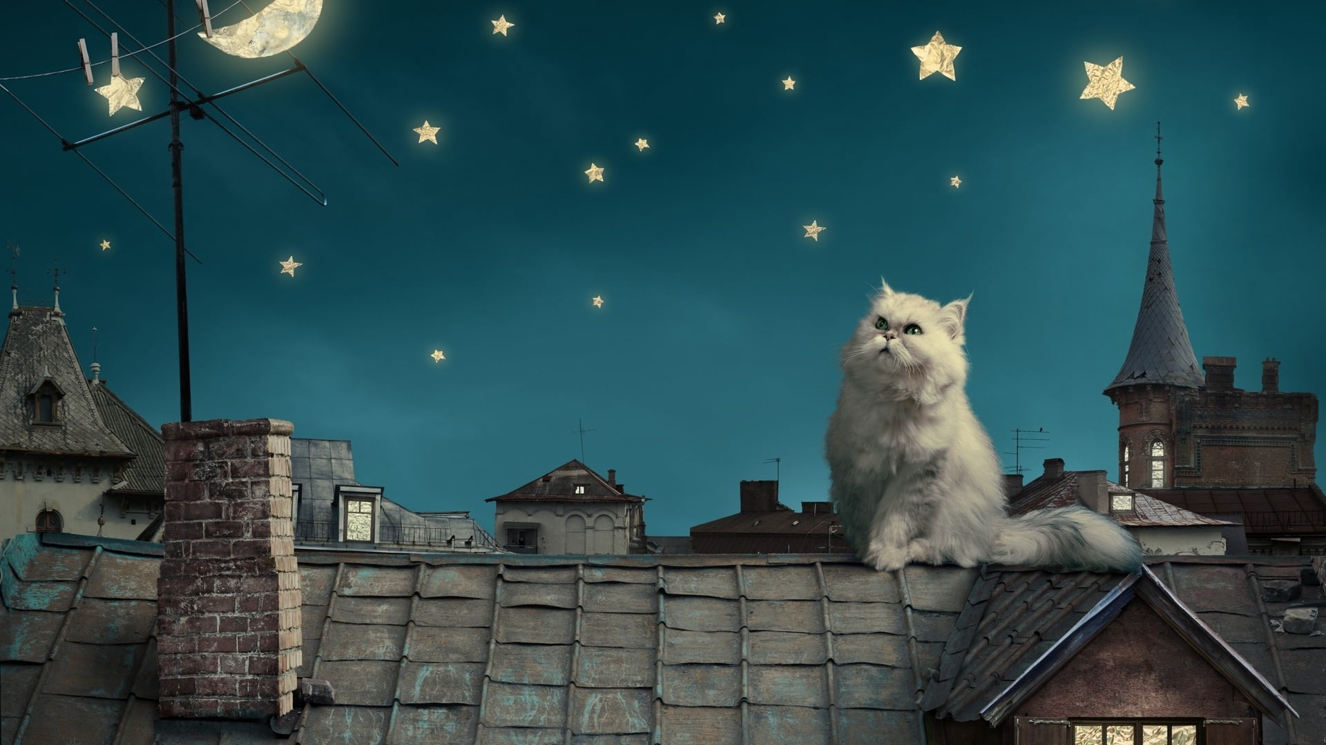 stars, building exterior, vertebrate, illustration, moon, domestic, built structure, low angle view, whisker, white cat, sky, building, 1080P, roof, maine coon cat, HD Wallpaper