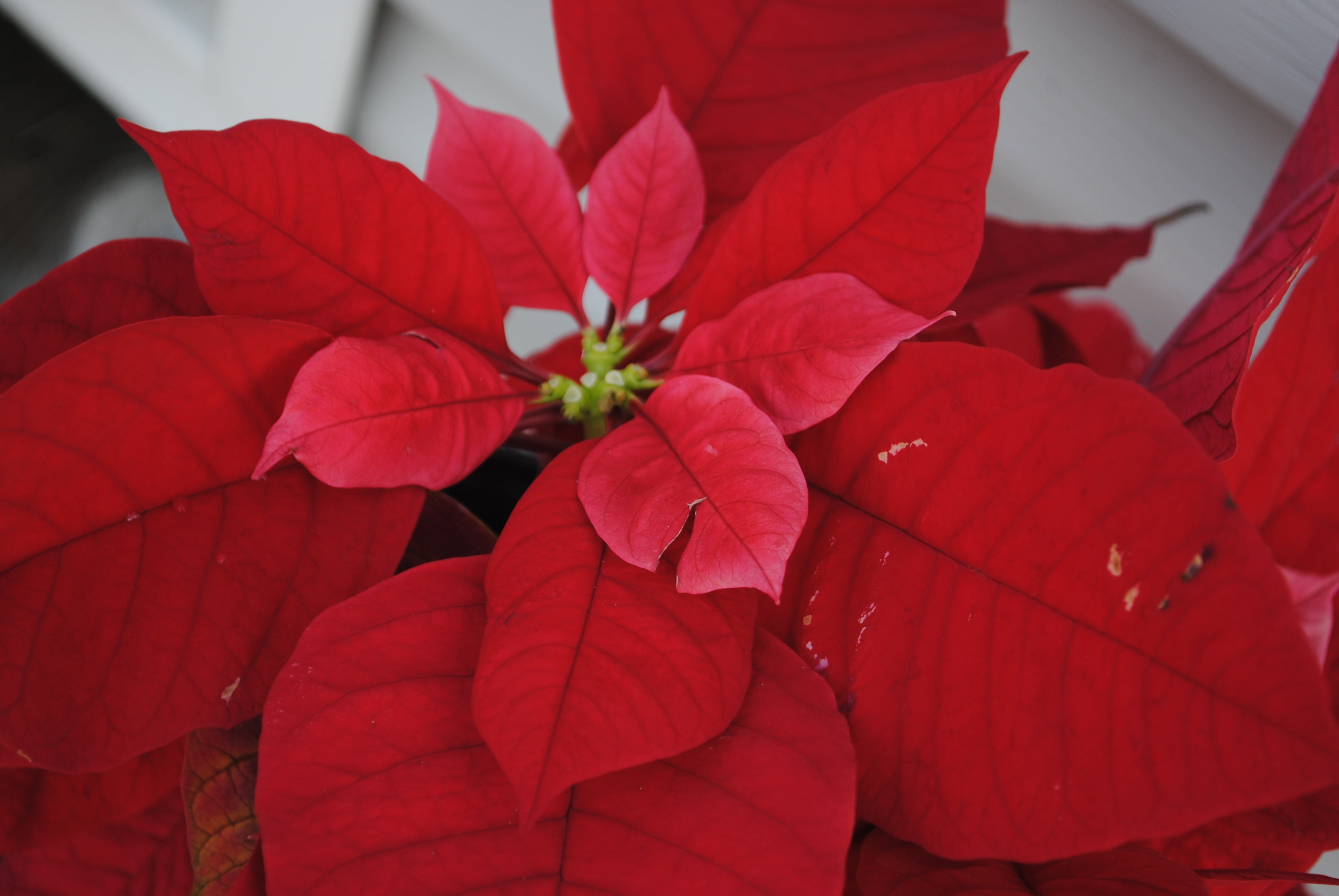 bloom, floral, freshness, ornament, card, merry, winter, decoration, flower head, christmas, focus on foreground, new, year, growth, bright, 4K, celebration, HD Wallpaper