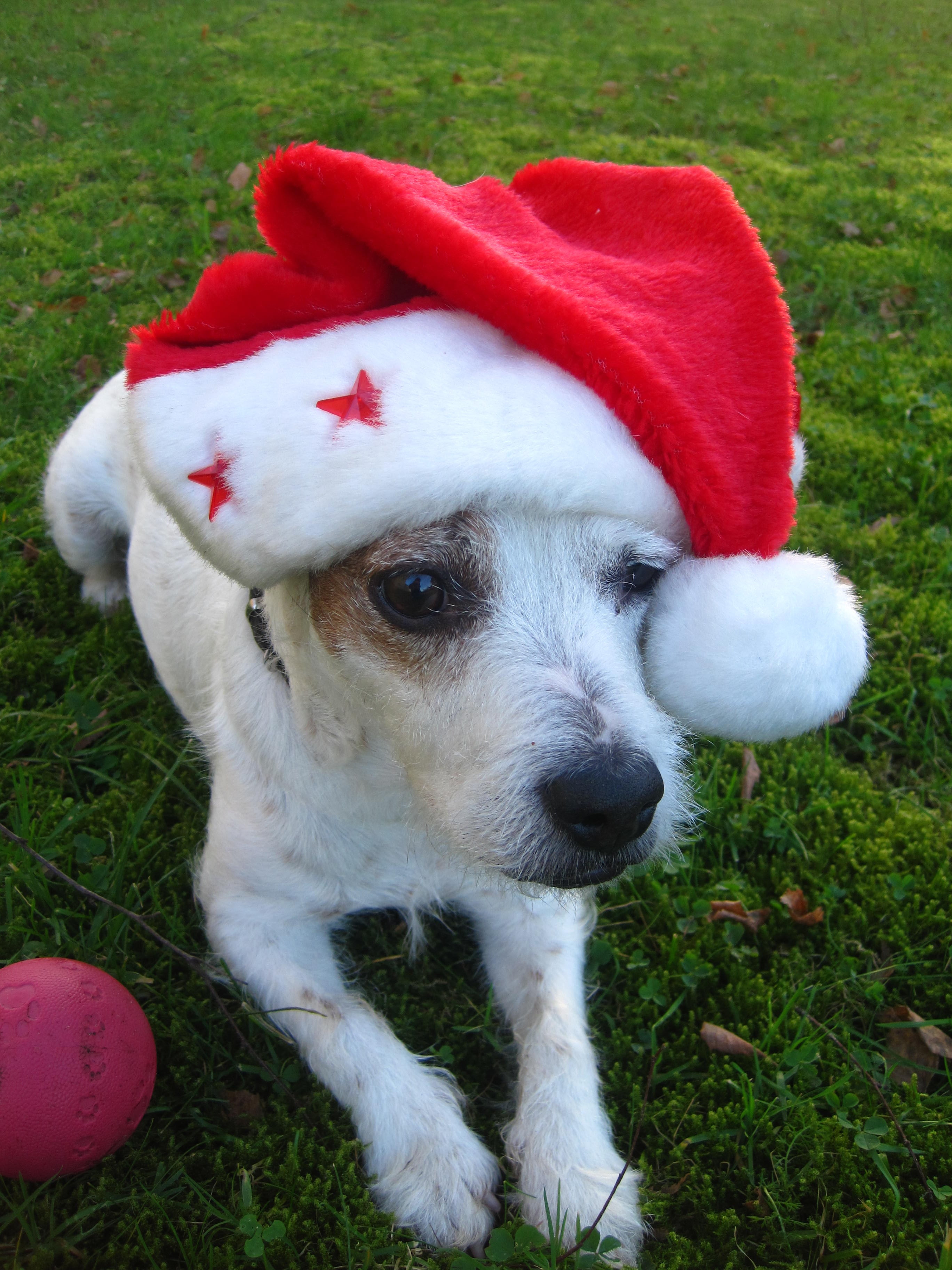 domestic animals, high angle view, waiting for walkers eight, vertebrate, jack russel terrier, mammal, animal, santa hat, christmas eight man hat, animal themes, Phone HD Wallpaper
