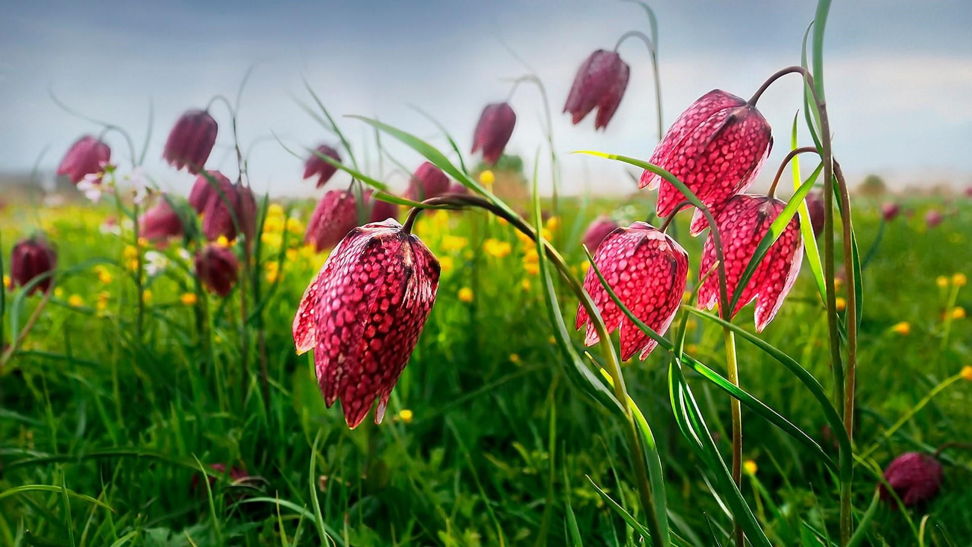 sky, snakes head, nature, fragility, wildflower, red, flowering plant, flower head, leper lily, grass, growth, fritillaria, purple, spring, vulnerability, HD Wallpaper