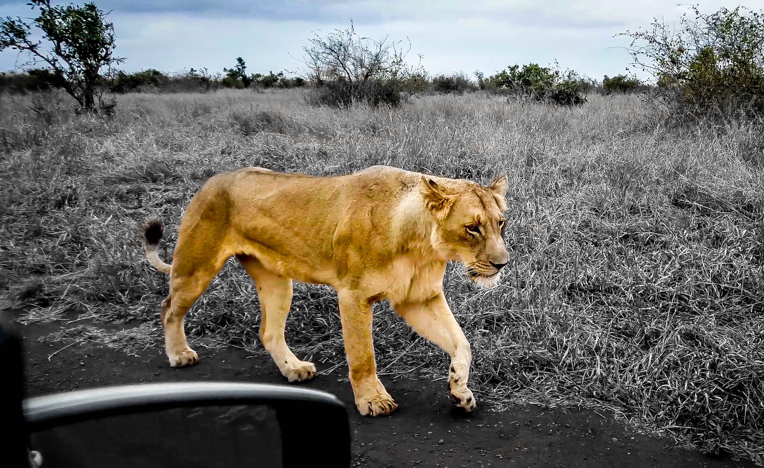 safari, michael liao, vertebrate, domestic animals, cat, transportation, south africa, animals in the wild, outdoors, lion - feline, lion, feline, 1080P, HD Wallpaper