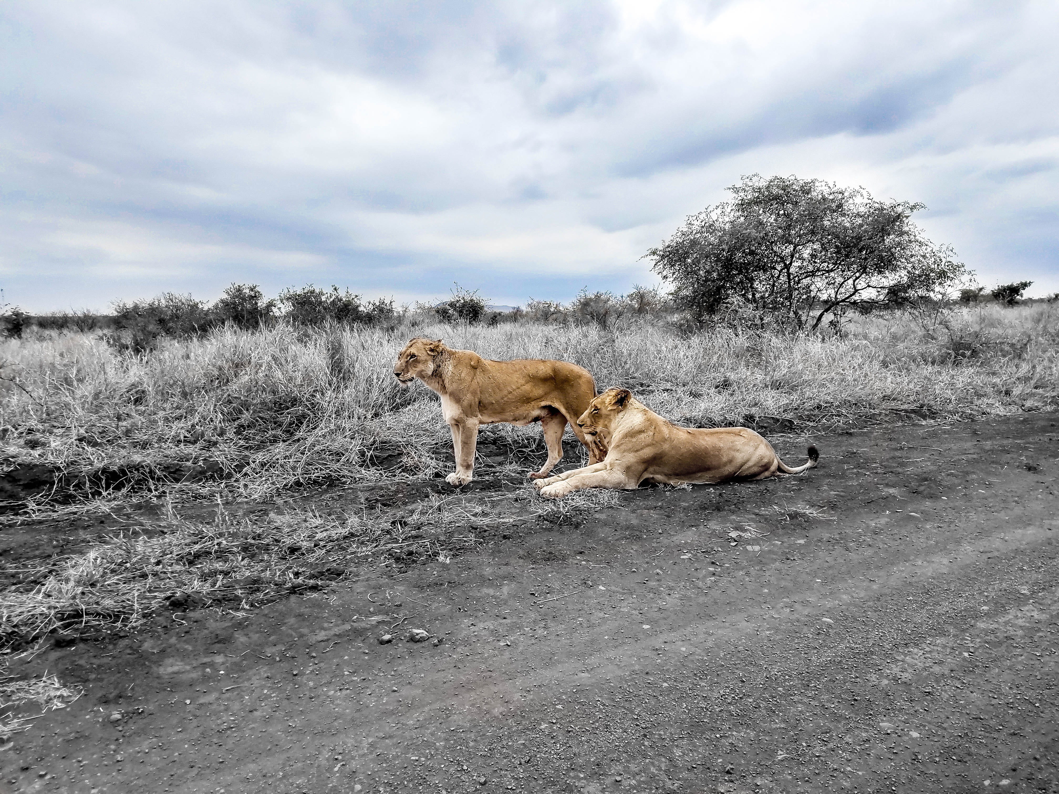 animal, no people, tree, animal family, domestic animals, africa, michael liao, herbivorous, domestic, cloud - sky, sky, pets, day, nature, outdoors, 4K, HD Wallpaper