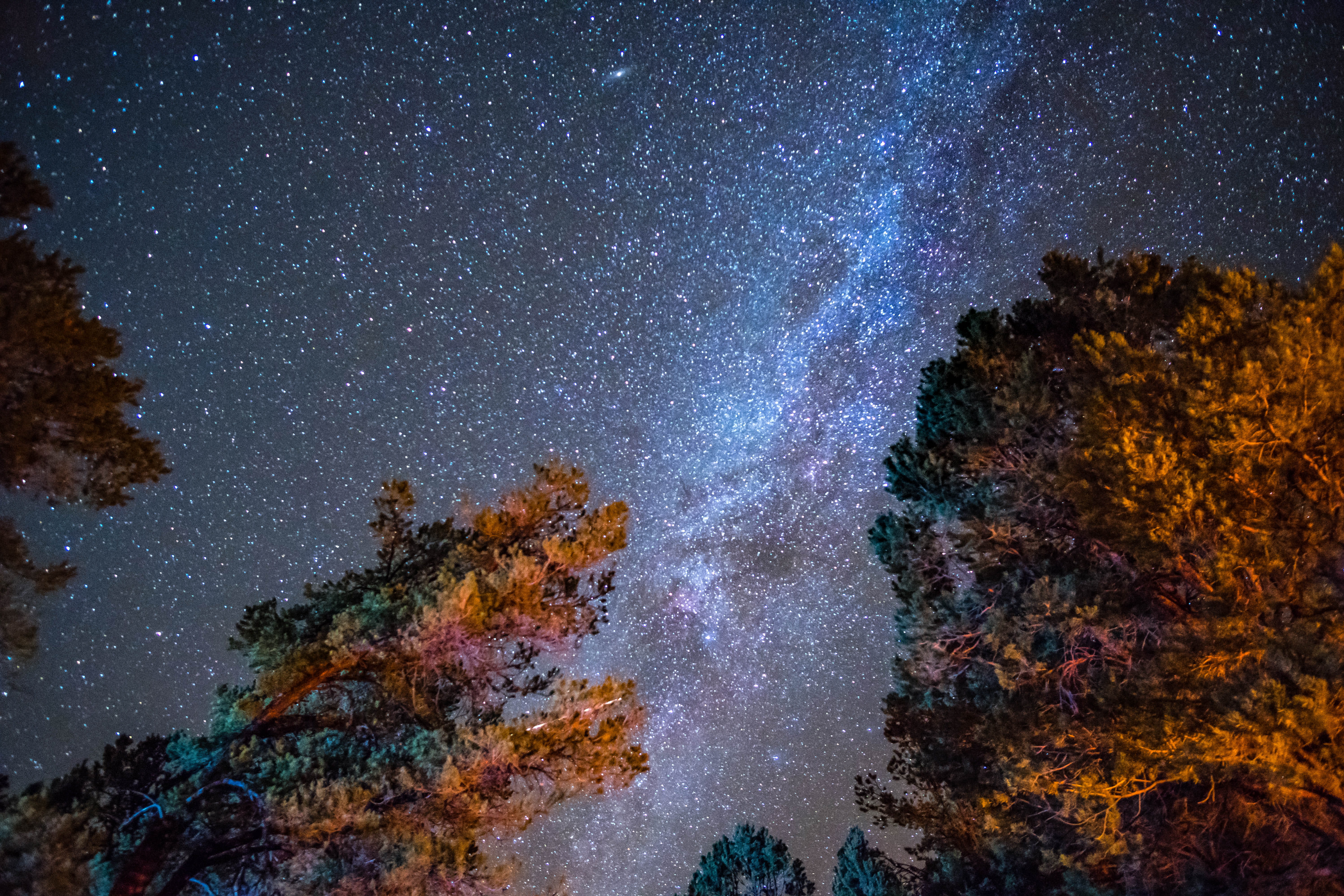 united states, space and astronomy, scenics - nature, grand canyon village, galaxy, tree, astronomy, star - space, no people, plant, star field, tranquility, HD Wallpaper
