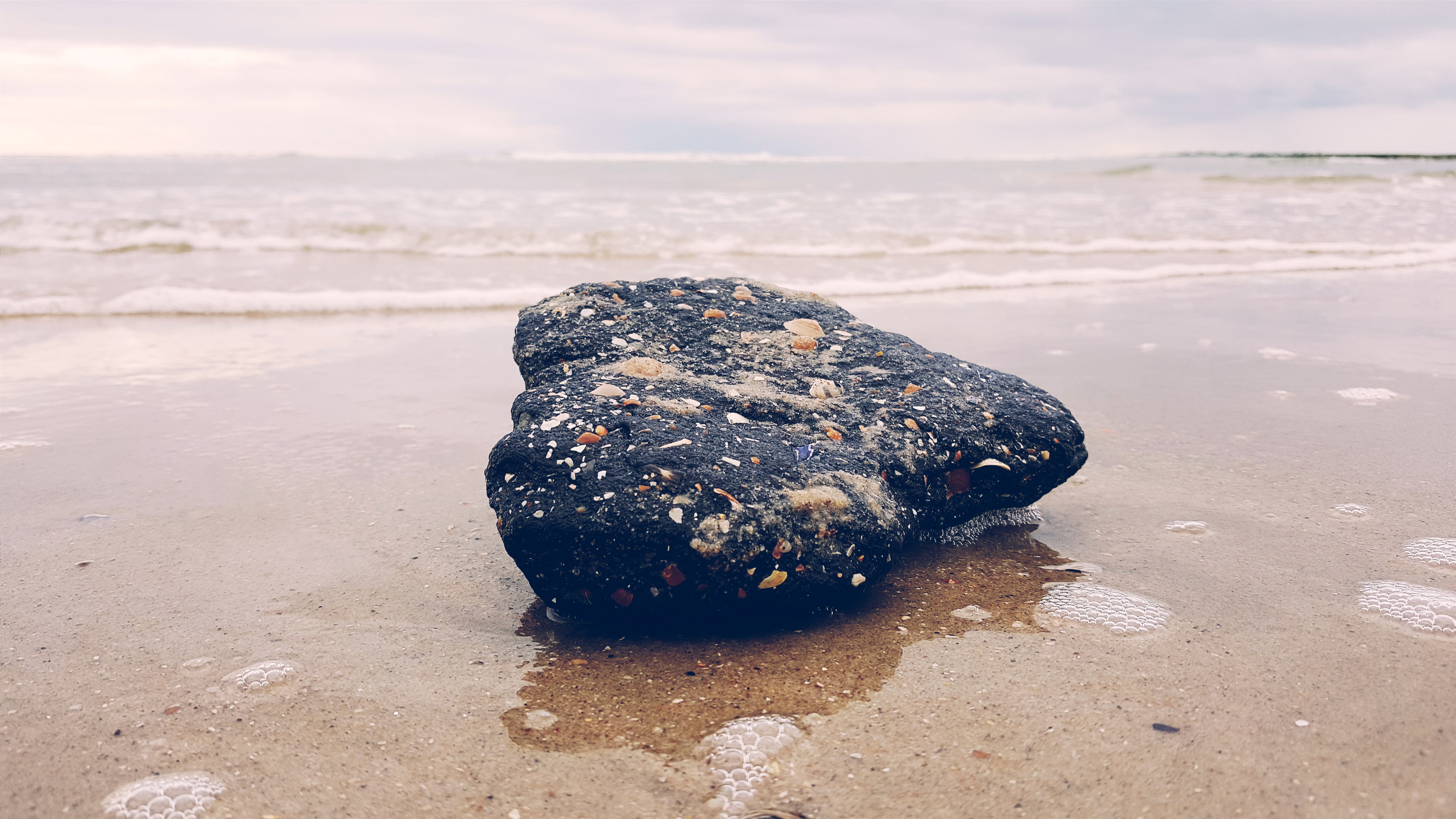 animal wildlife, 5K, no people, day, one animal, sea, sand, cloud - sky, nature, marine, water, pollution, beach, phone camera, beauty in nature, animals in the wild, HD Wallpaper