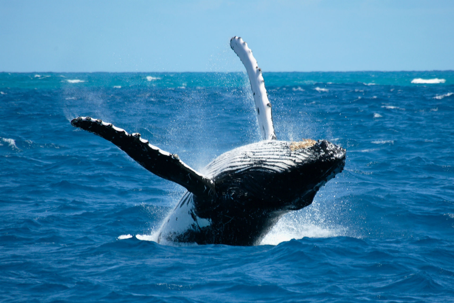 animals in the wild, horizon over water, motion, horizon, aquatic mammal, water, no people, vertebrate, animal wildlife, drops, 1080P, whales, breach, HD Wallpaper