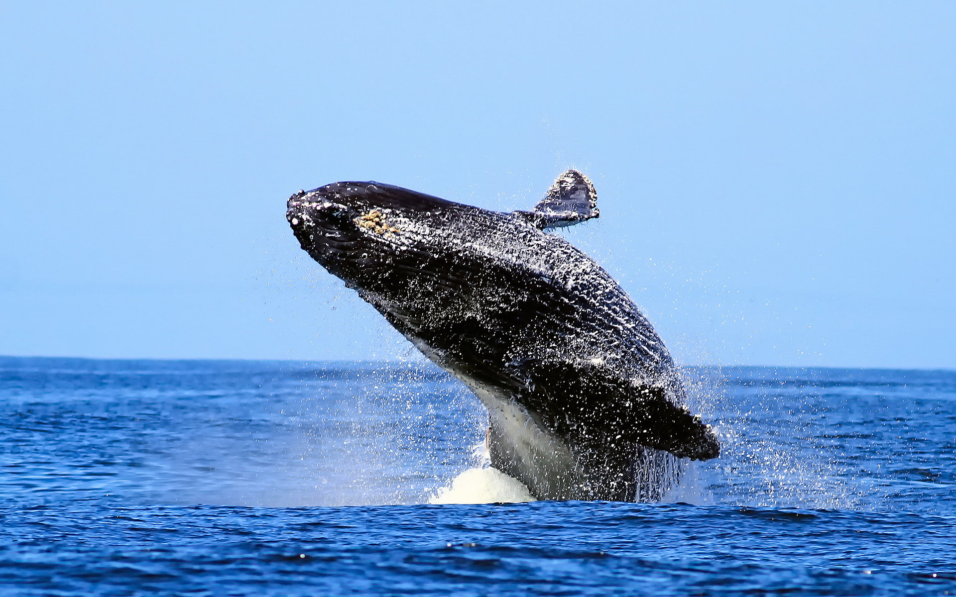flight, skies, whales, ocean, fly, 1080P, water, drops, flying, Animals, seascape, sky, breach, HD Wallpaper