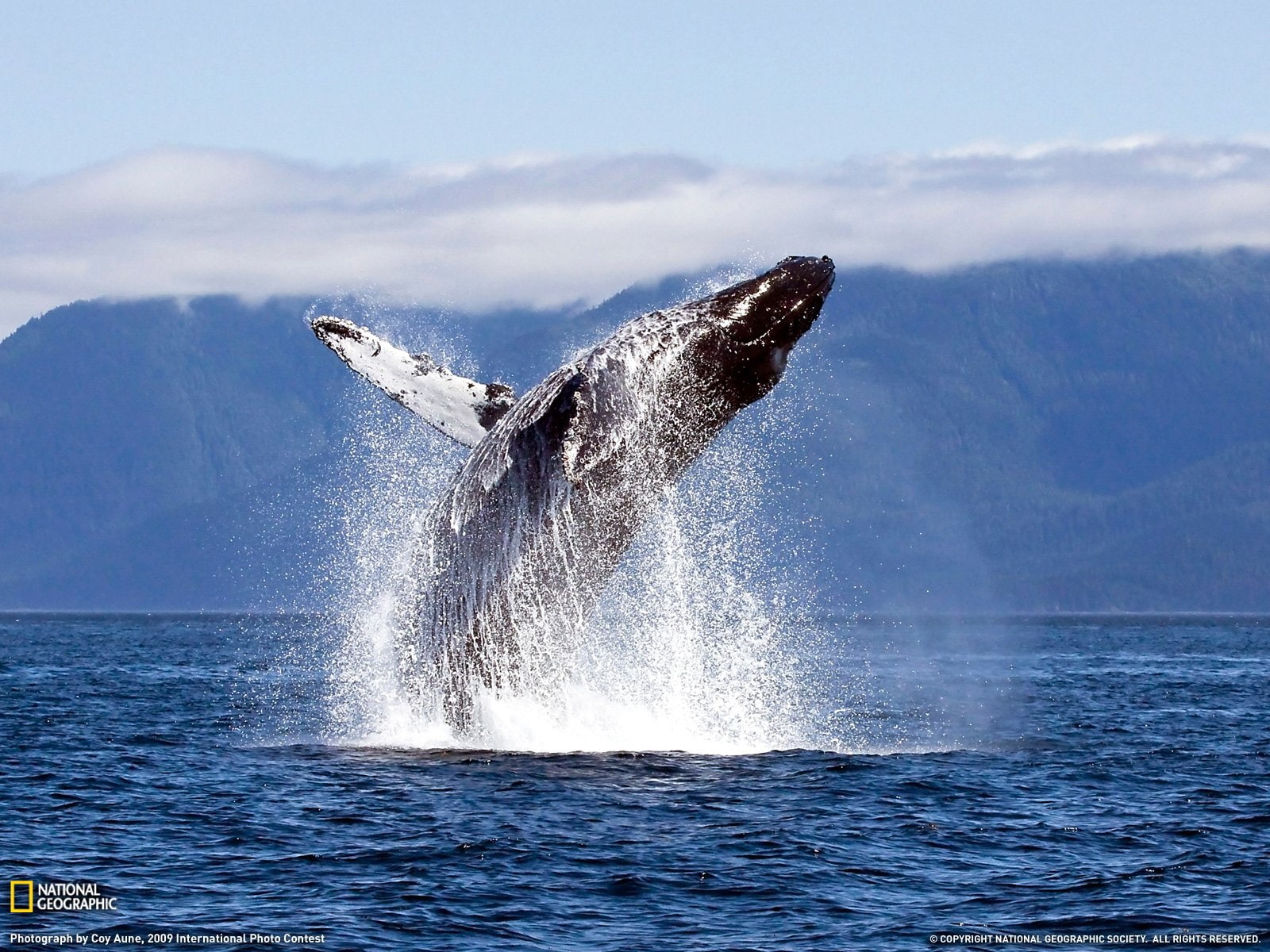 Breaching, Whale, 720P, Animal, HD Wallpaper