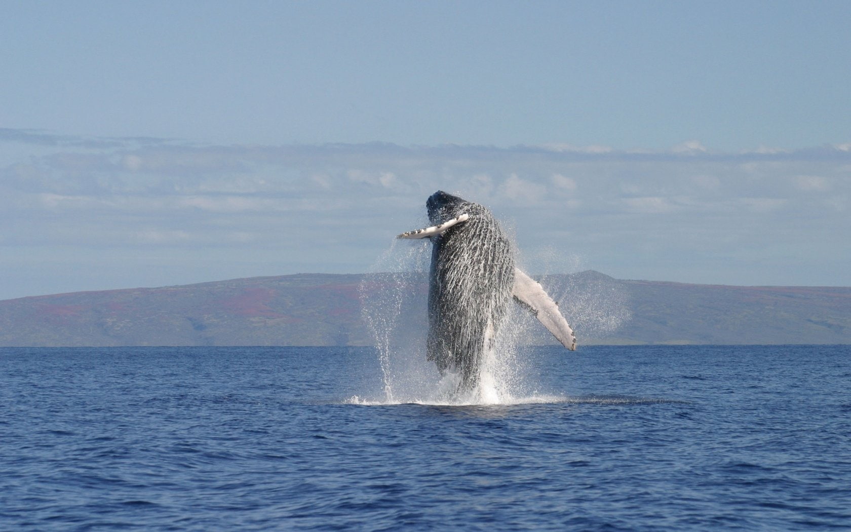 720P, Animal, Whale, Breaching, HD Wallpaper