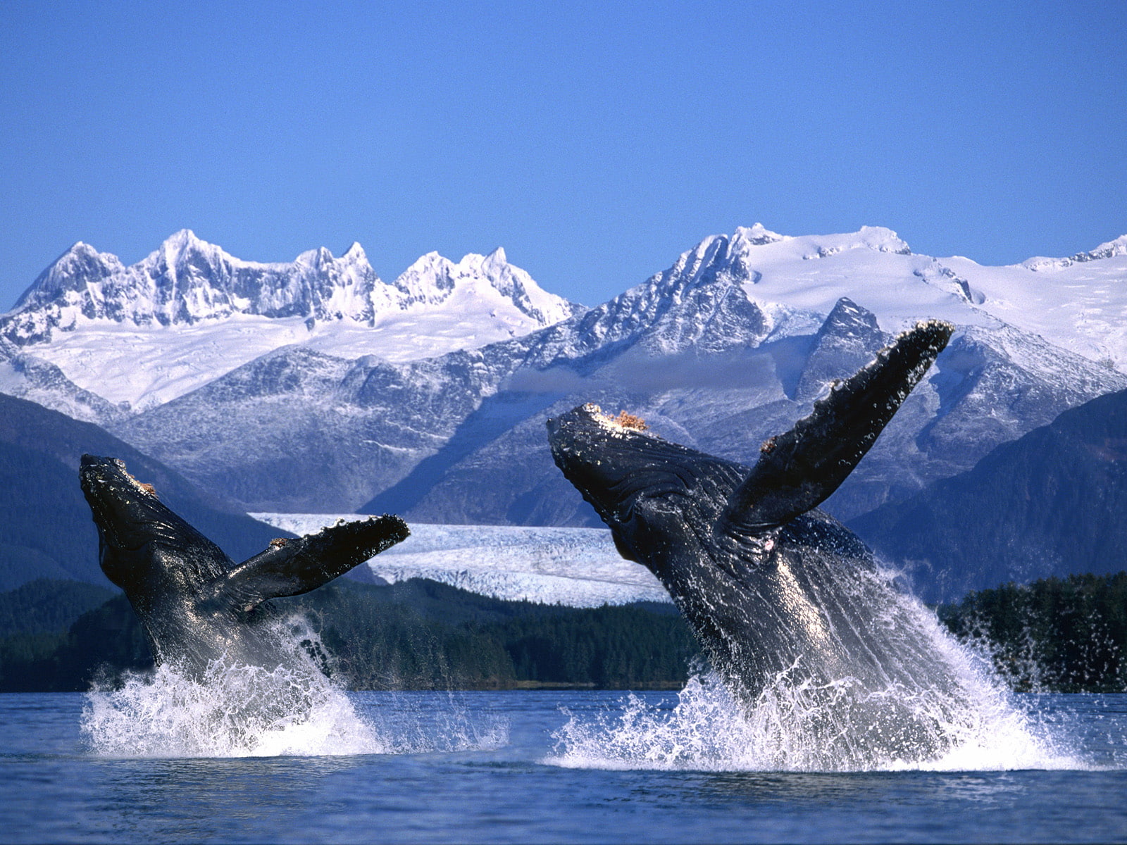 landscapes, breach, mountains, whales, ocean, sea, 720P, HD Wallpaper
