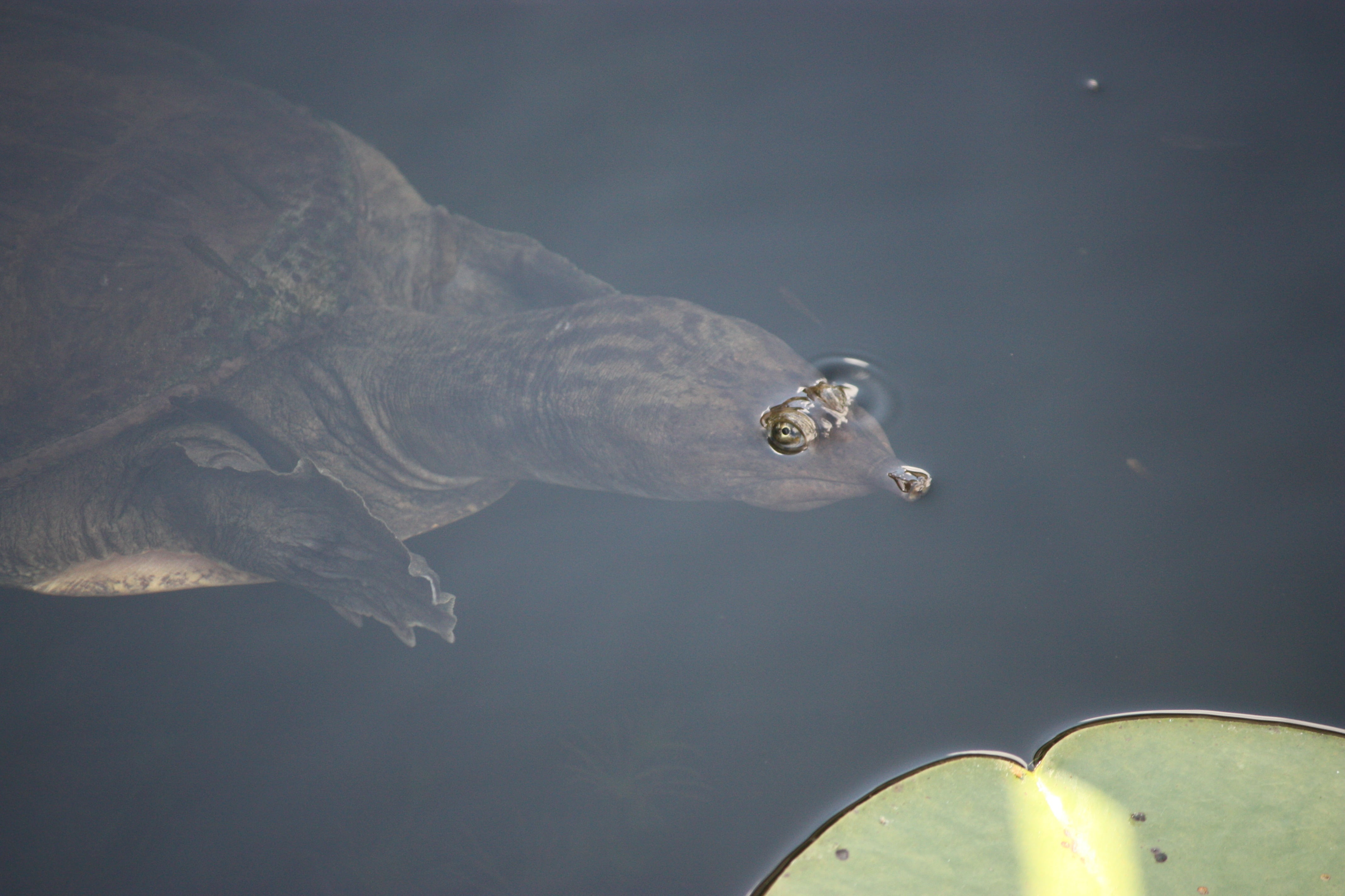 marine, lake, eyes, water, one animal, 4K, vertebrate, animals in the wild, underwater, day, animal wildlife, swimming, turtle, close-up, reptile, nature, HD Wallpaper