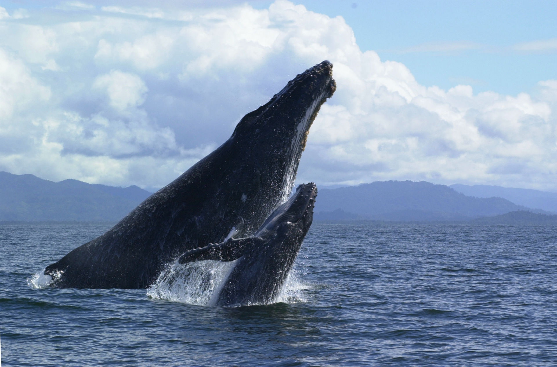 whales, babies, sea, 1080P, breach, ocean, HD Wallpaper