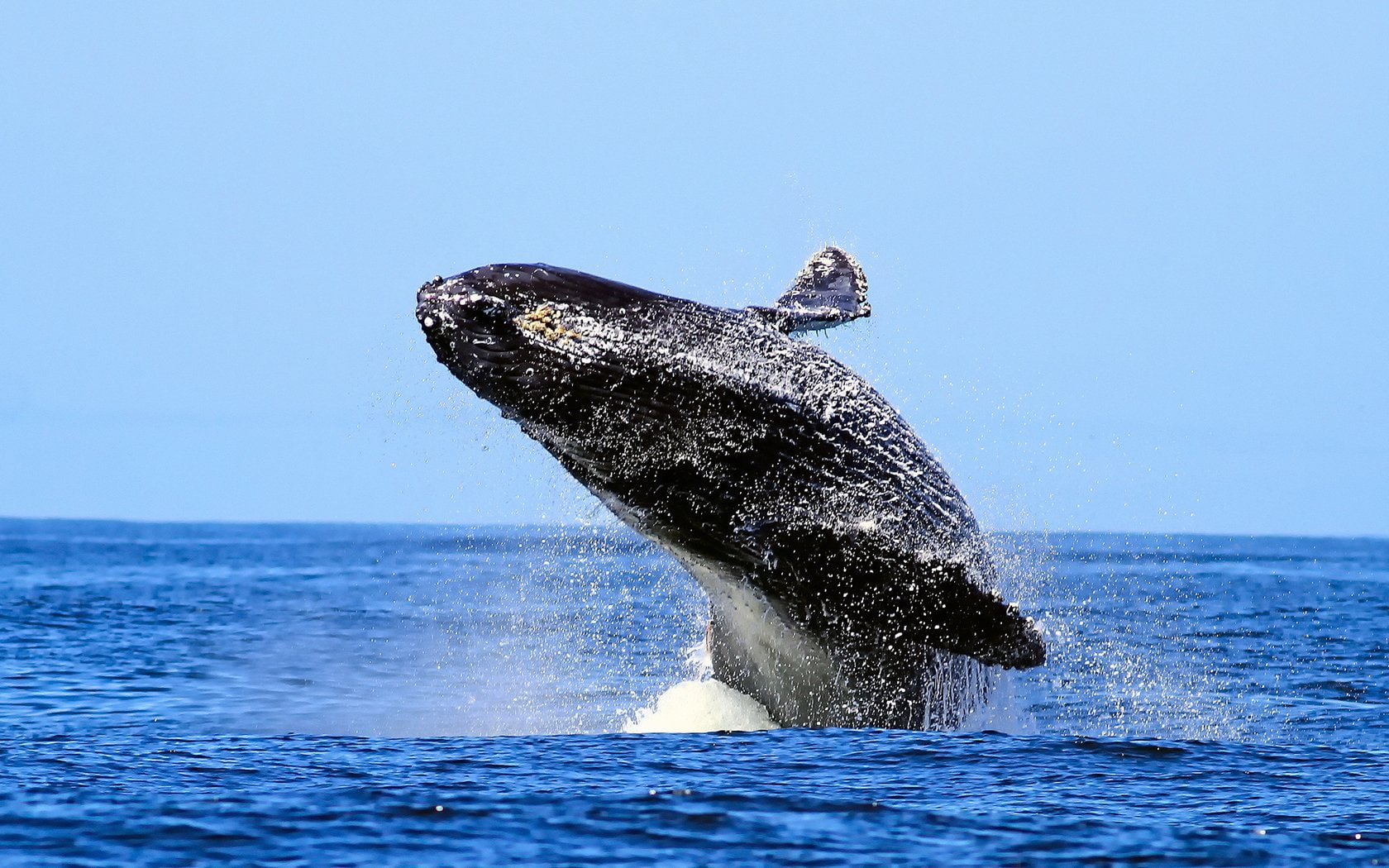 Whale, Breaching, 720P, Humpback Whale, Animal, HD Wallpaper