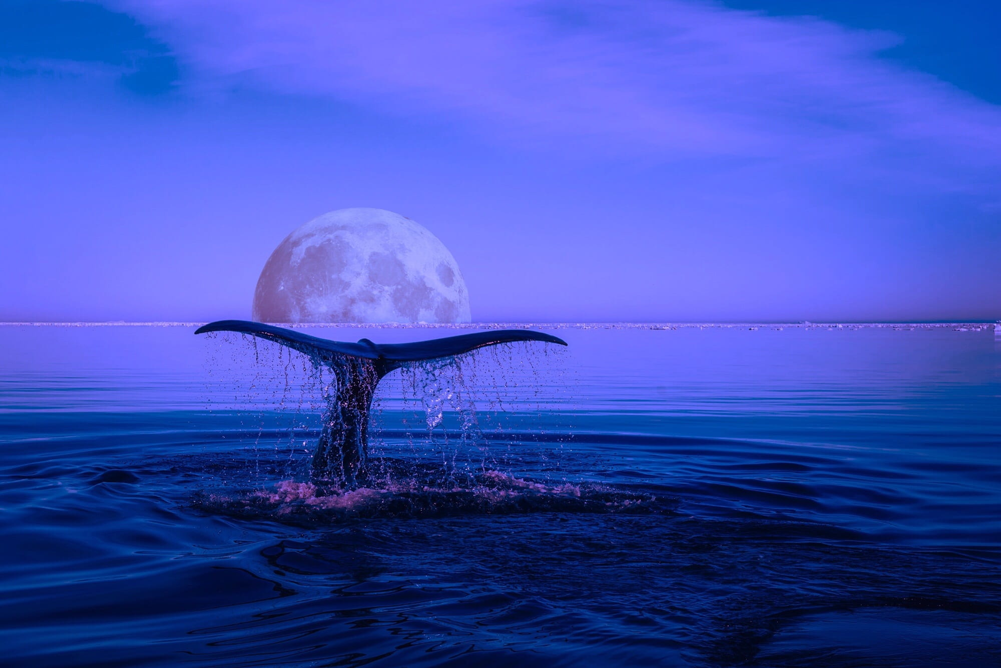 night, edits, sky, marine animals, tranquil scene, wave, nature, ocean, photo, moon, tranquility, sea, animal, nighttime, breaching, breach, dusk, no people, HD Wallpaper