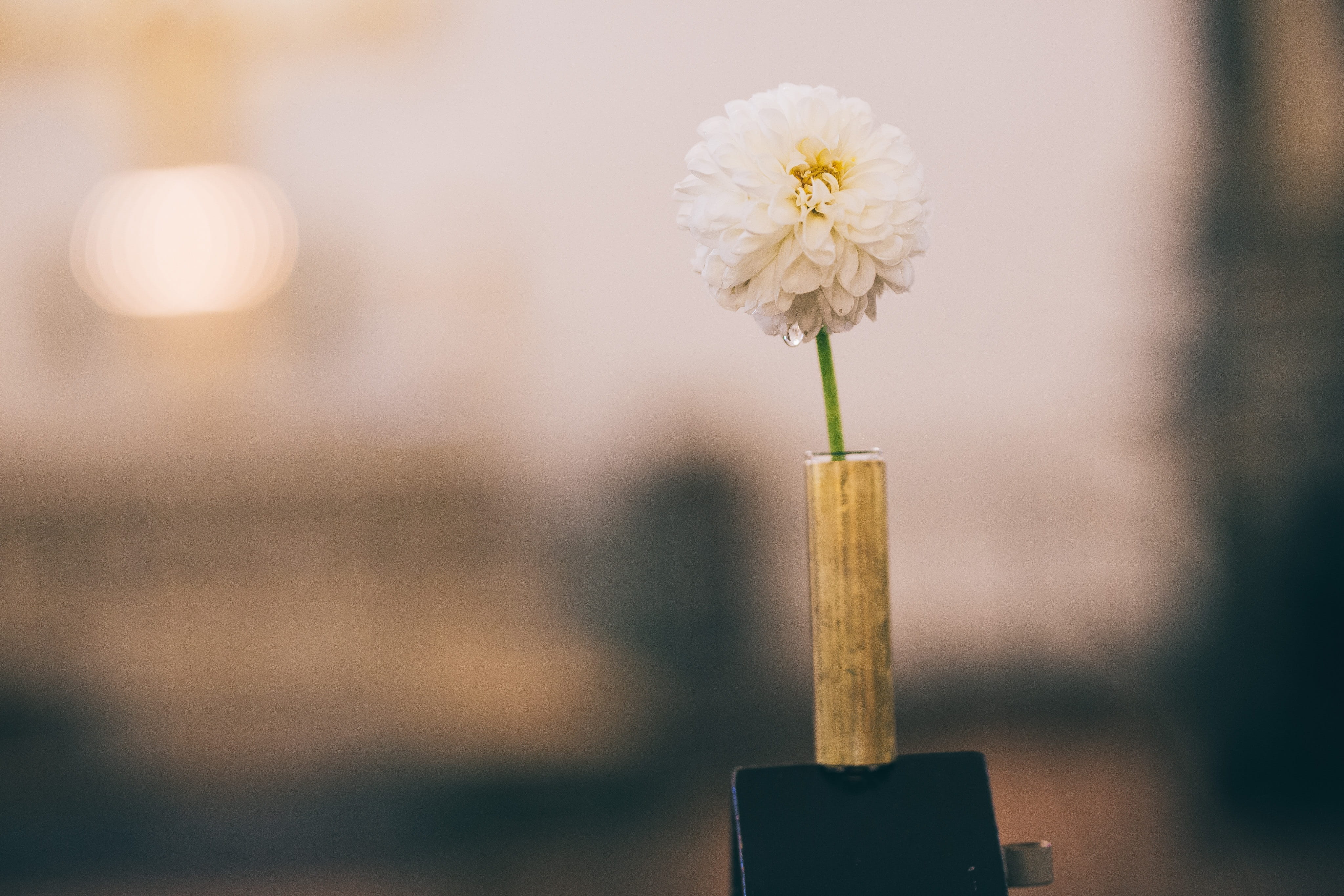 flowering plant, bouquet, wood - material, selective focus, romantic, vulnerability, no people, breach, focus on foreground, beauty in nature, floral, nature, HD Wallpaper