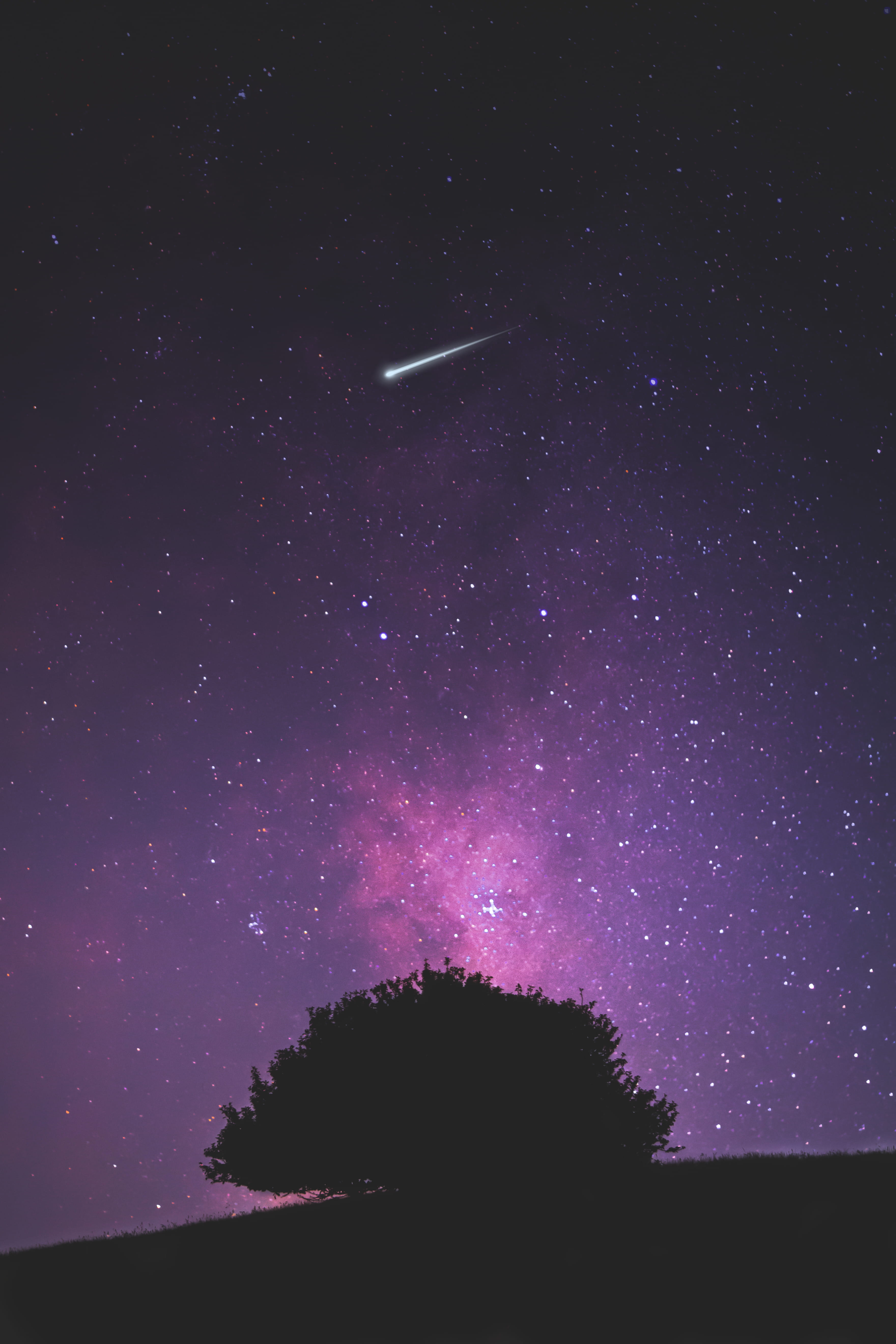 astronomy, outdoors, nighttime, low angle view, night, space, 5K, star - space, shooting, tree, infinity, purple, tranquil scene, tranquility, silhouette, Phone HD Wallpaper