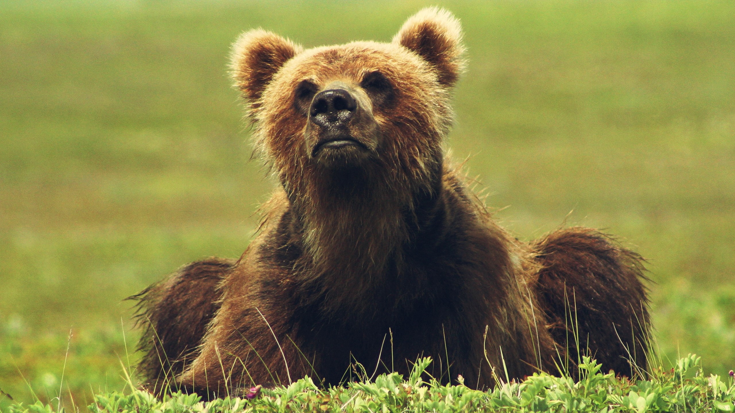 day, land, plant, field, grass, animals in the wild, nature, one animal, animal wildlife, 2K, bear, mammal, brown, outdoors, animal, care bear, animal themes, HD Wallpaper