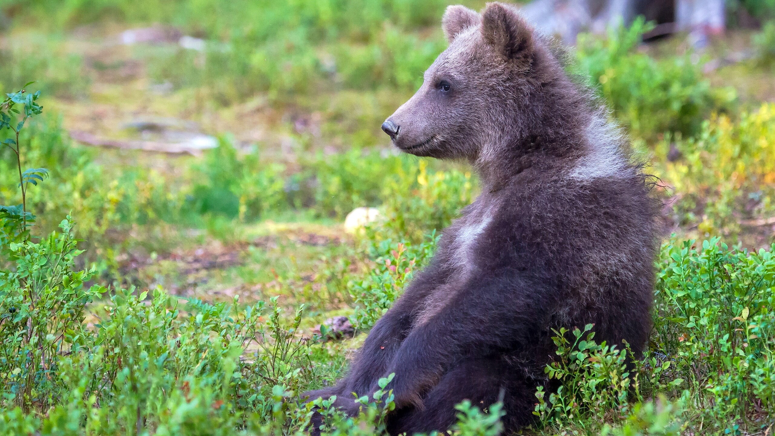 vertebrate, land, field, bear, one animal, animal wildlife, animals in the wild, 2K, focus on foreground, animal themes, plant, care bear, mammal, side view, HD Wallpaper