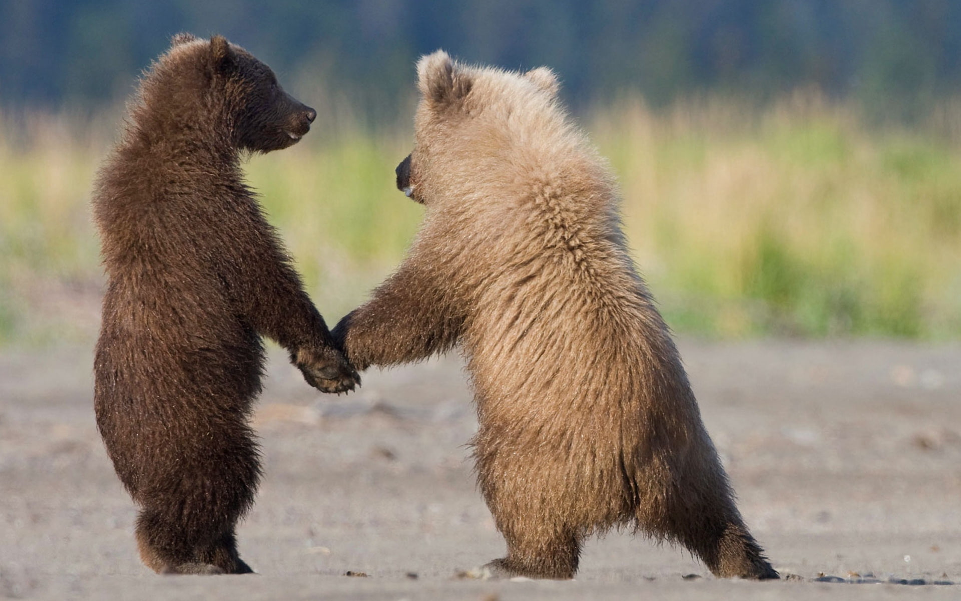 family, bears, 1080P, couple, care, hair, HD Wallpaper