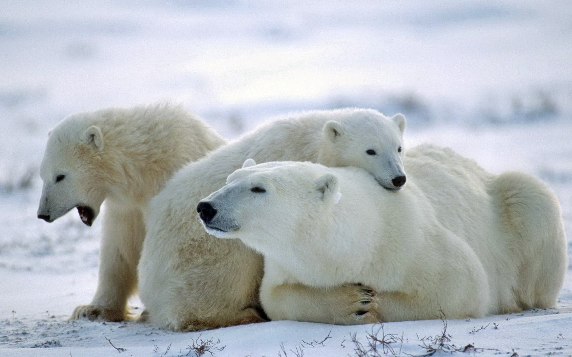 relaxation, nature, bears, bear, snow, animal wildlife, carnivore, north, cold temperature, mammal, day, polar, vertebrate, 1080P, wildlife, animal family, HD Wallpaper