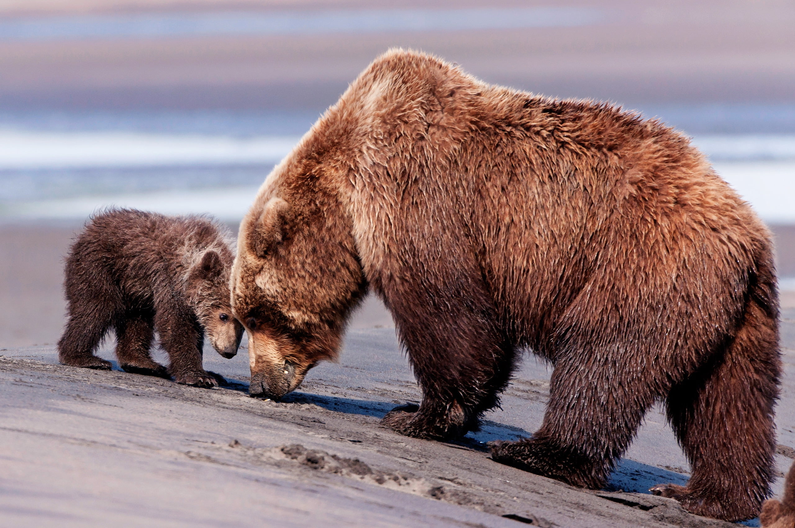 forest, animal, mammal, no people, fur, carnivore, 2K, two, north, brown Bear, animal wildlife, winter, side view, bear, animal family, large, young animal, HD Wallpaper