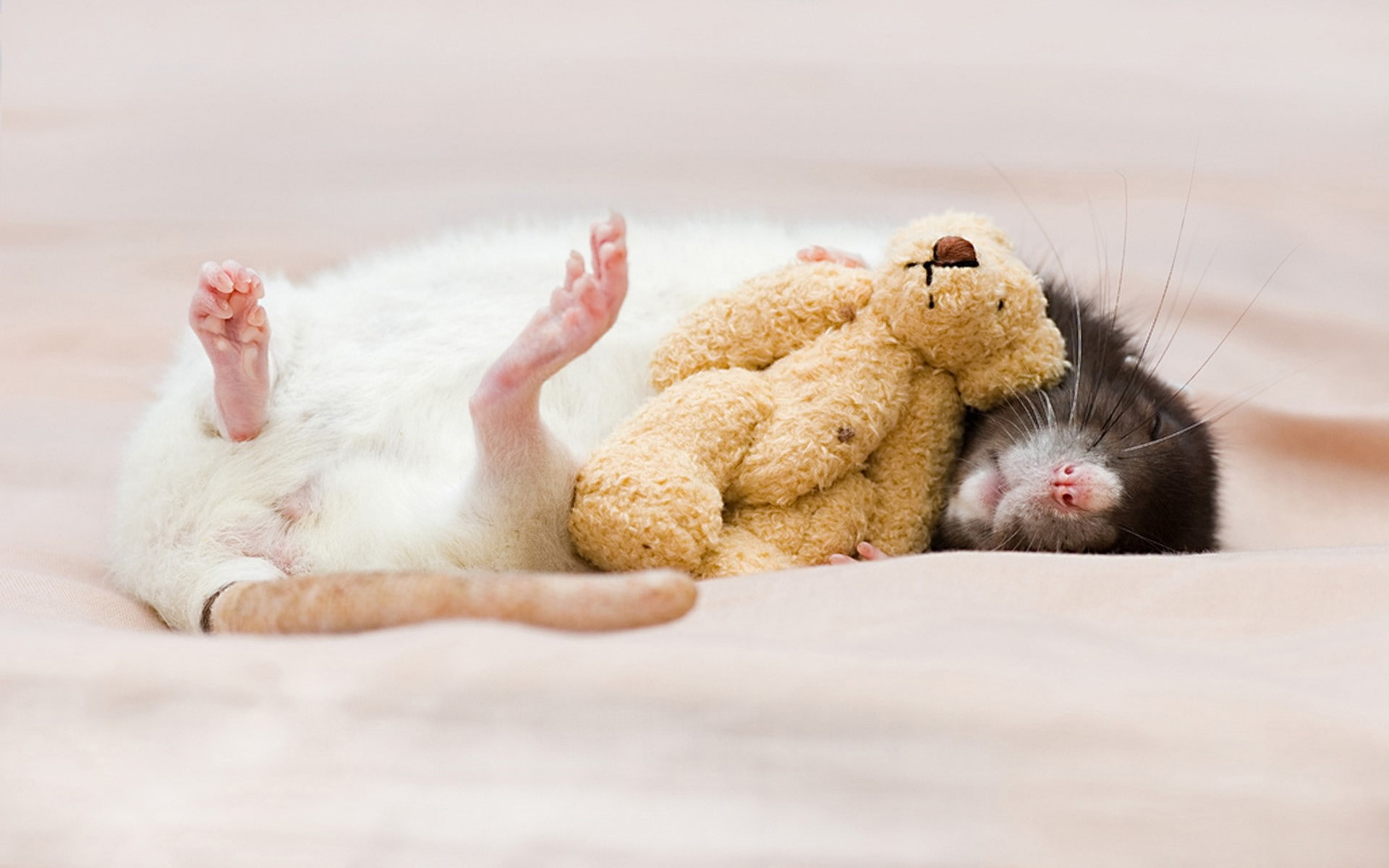 indoors,  dream, comfortable, bed,  toy, lying down, mammal, care, young animal, stuffed toy, cute, animal wildlife, Rat, 1080P, toy, softness, relaxation, HD Wallpaper