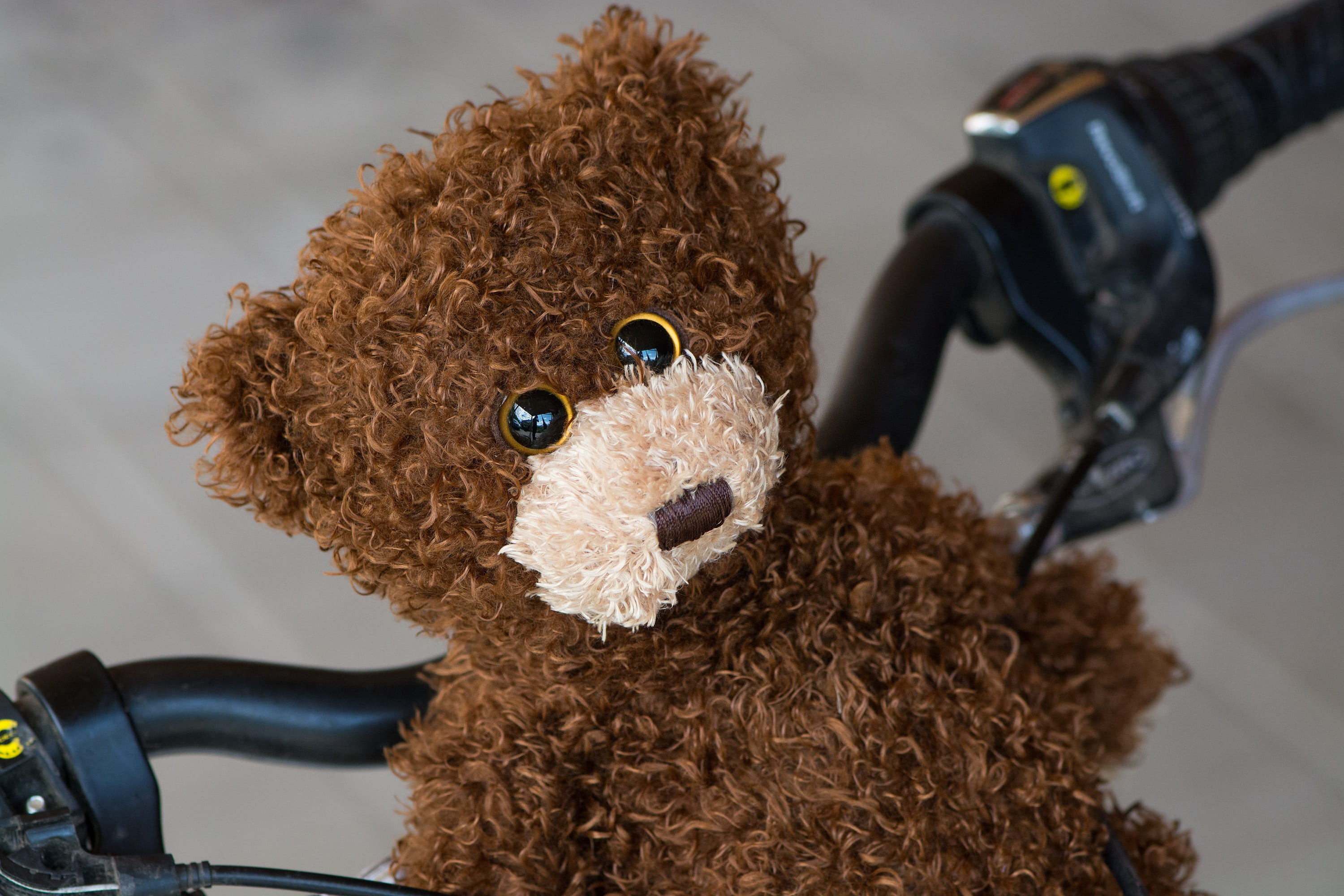 curly hair, soft toy, toy, stuffed toy, hand, bear, human limb, indoors, teddy, close, brown, human hand, children toys, close-up, stuffed animal, people, HD Wallpaper