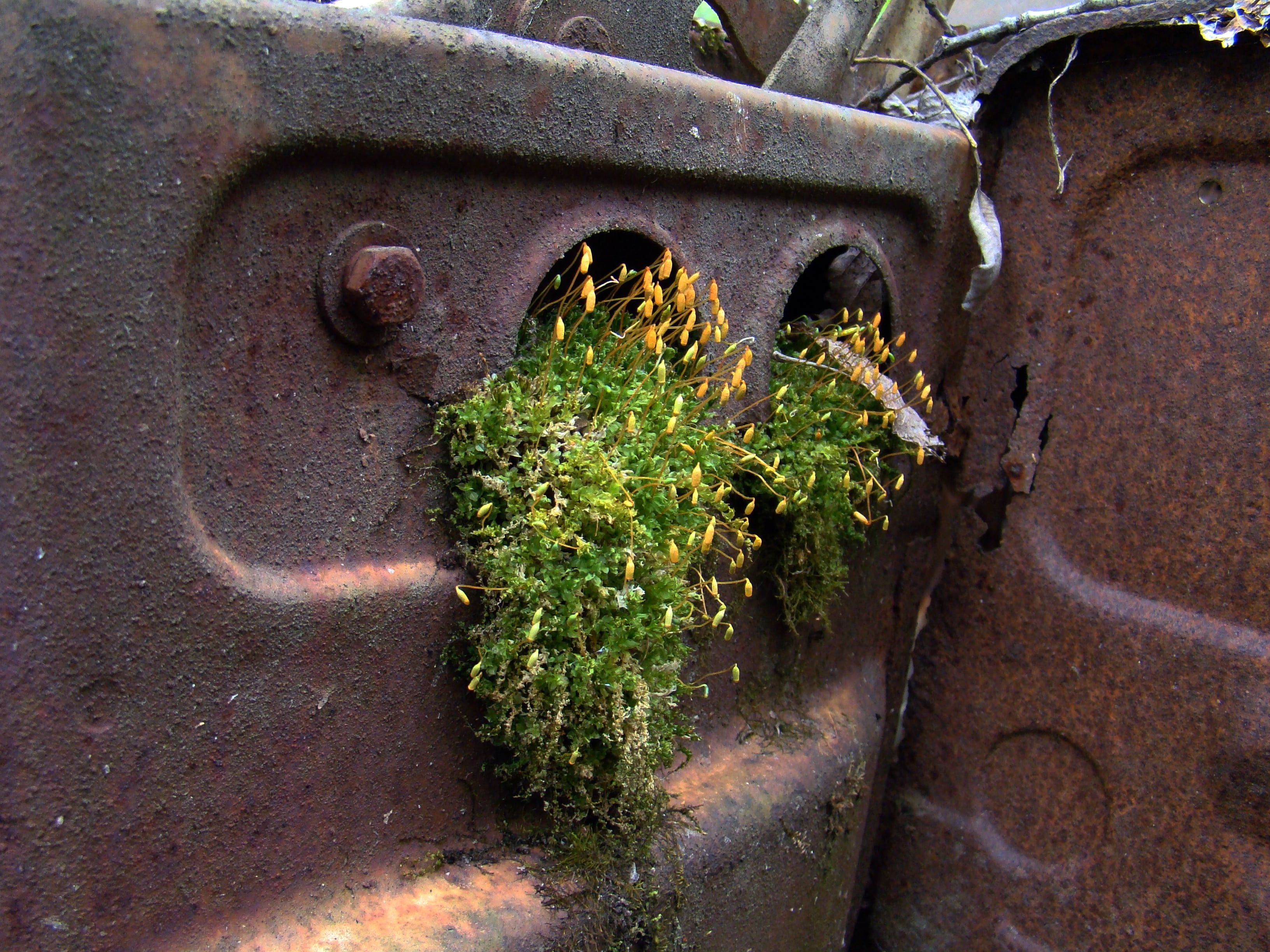 automotive shredder residue, day, green color, obsolete, weathered, deterioration, rust, decline, growth, mode of transportation, rusty, abandoned, damaged, HD Wallpaper
