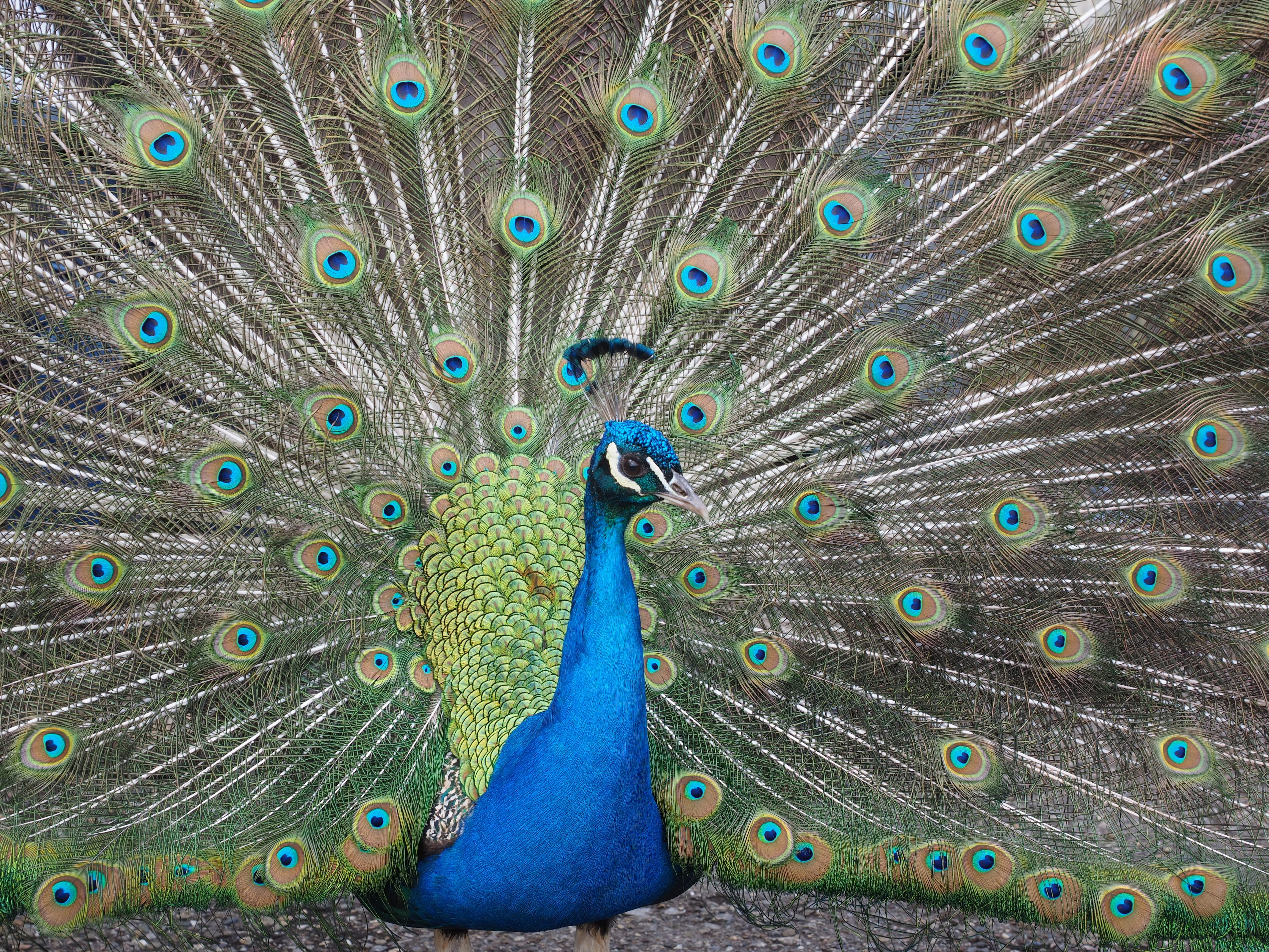 pavo cristatus, phasianidae, vertebrate, males, plumage, animal themes, male peacock, multi colored, pheasant-like, upper tail cover feathers, crescent springs, HD Wallpaper