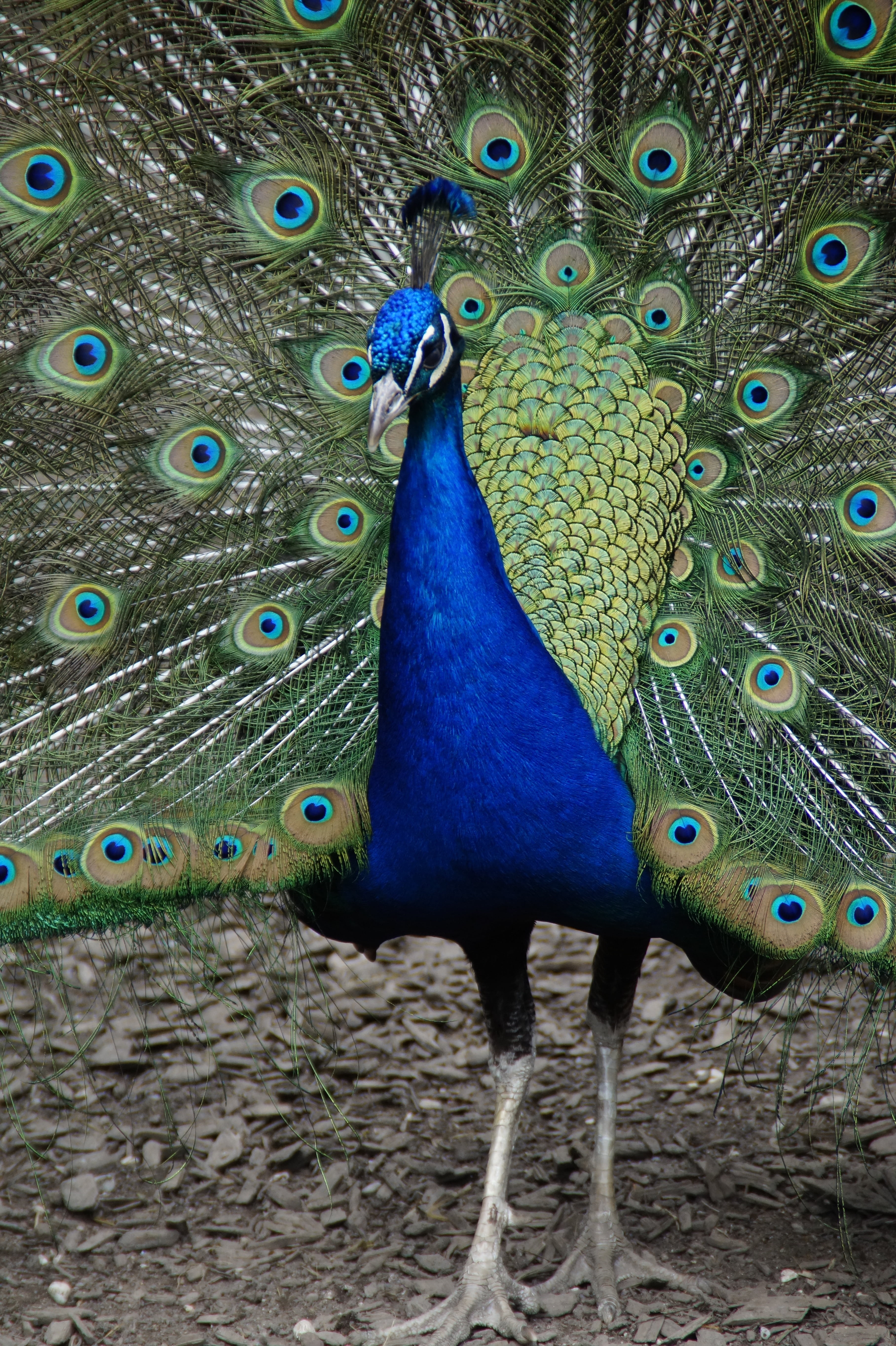 one animal, plumage, animal wildlife, multi colored, intervention, spring dress, male animal, peacock wheel, pride, close-up, animal head, peacock, peacock feather, Phone HD Wallpaper